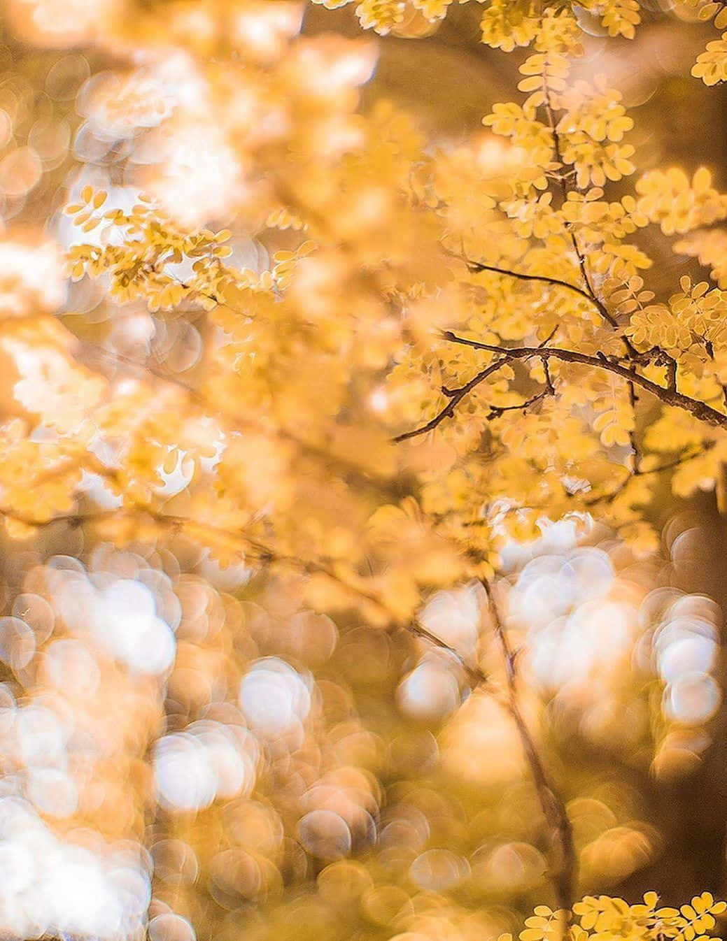 Aesthetic Yellow 桌布 壁紙 — 金黃色的秋葉在溫暖陽光穿過樹枝的夢幻散景背景下柔和地發光。