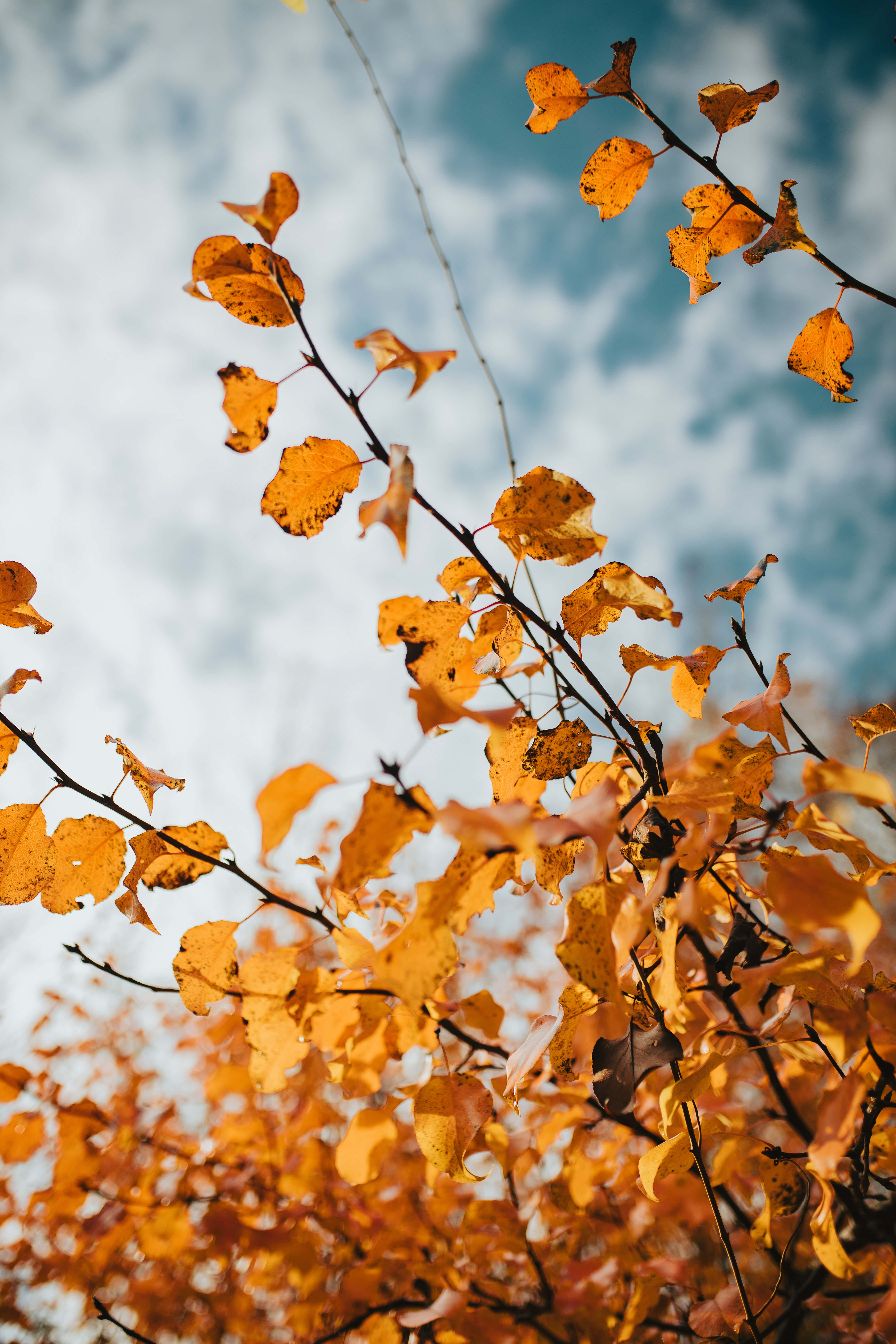 Fall Leaves iPhone 桌布 壁紙 — 金黃色的秋葉在纖細的樹枝上輕輕搖曳，映襯著柔和的藍天和縷縷白雲。