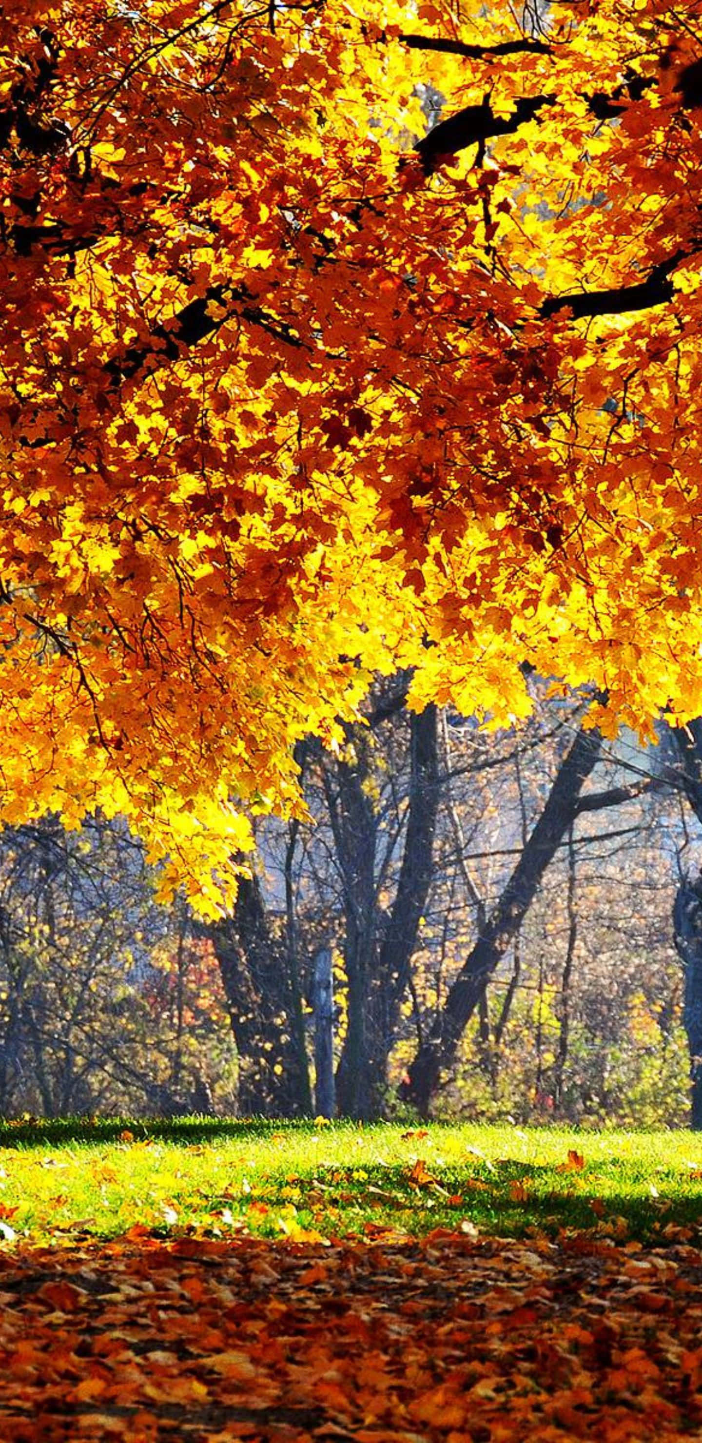 Beautiful Nature 桌布 壁紙 — 金黃色的秋葉在陽光明媚的公園中垂掛在頭頂，落葉覆蓋著草地。
