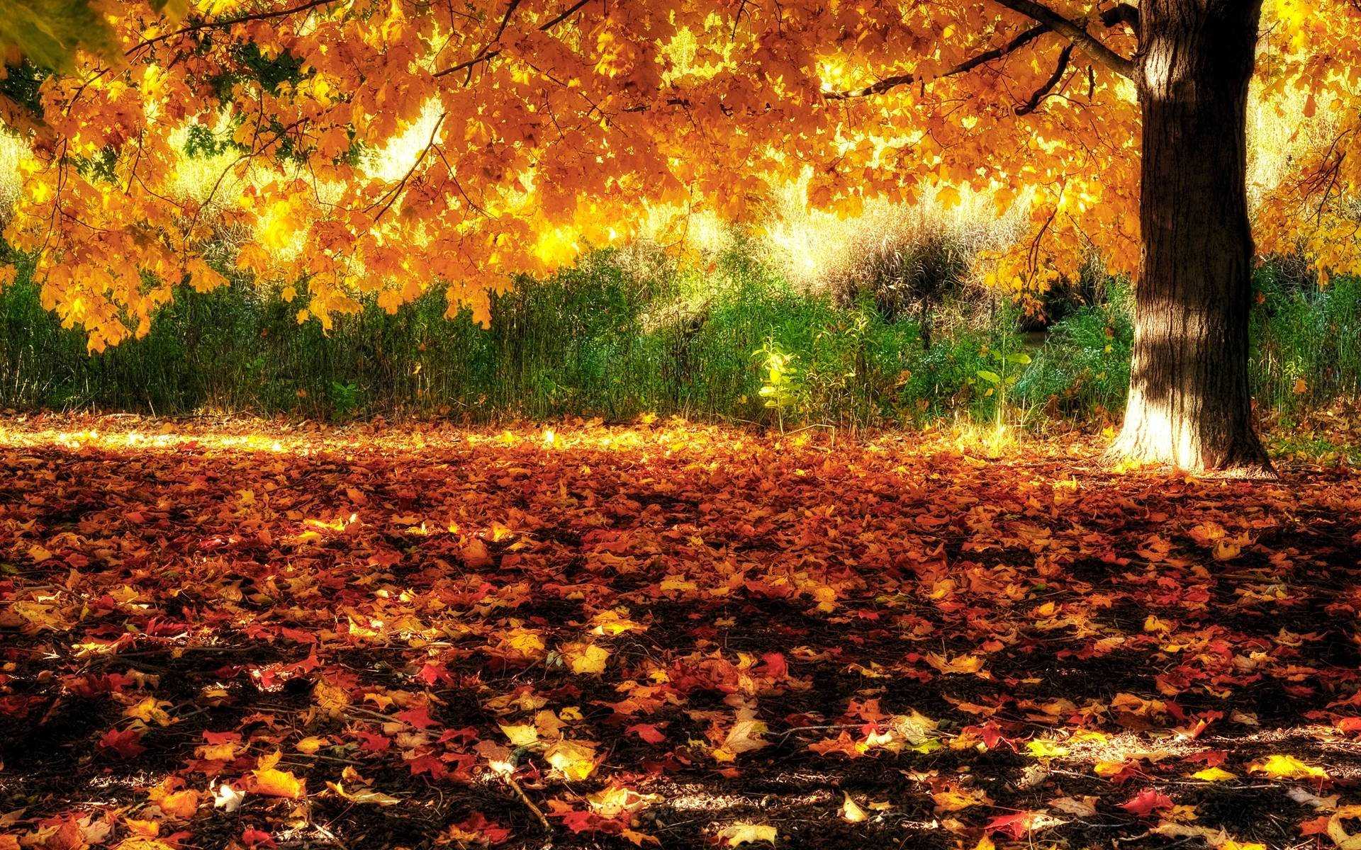 Autumn Season 桌布 壁紙 — 金黃色的秋葉在陽光普照的樹冠下，點綴著森林地面，樹冠呈現火熱的橙色和黃色。