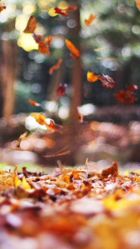 Leaves 桌布 壁紙 — 金黃色的秋葉在陽光照耀的森林空氣中旋轉，飄落在落葉地毯之上。