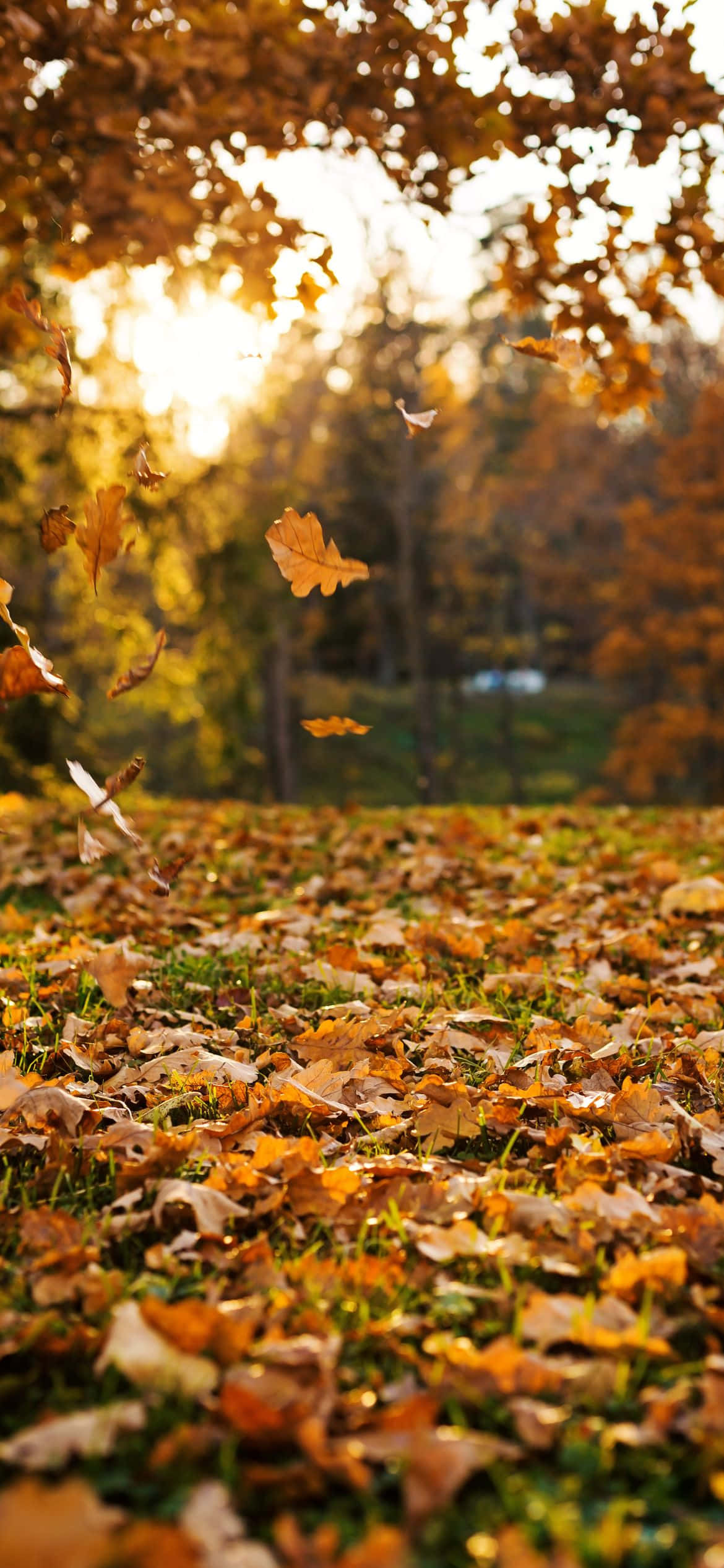 Best Fall 桌布 壁紙 — 金黃色的秋葉在陽光照耀的空氣中旋轉飄揚，落在森林空地上鋪滿落葉的地毯上。