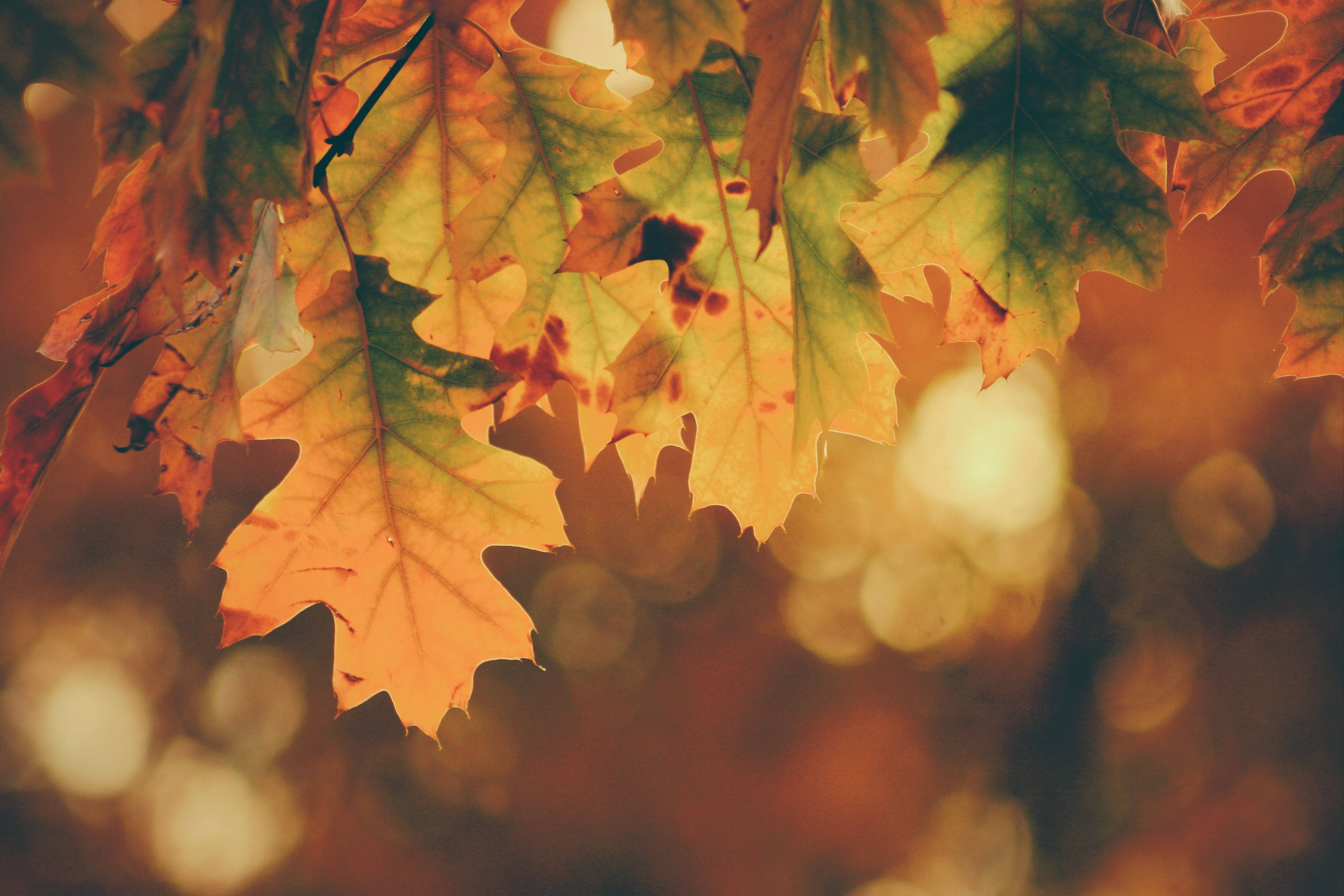 Fall 桌布 壁紙 — 金黃色的秋葉帶有綠色亮點，被溫暖的陽光背光照射，在背景中營造出柔和的散景。