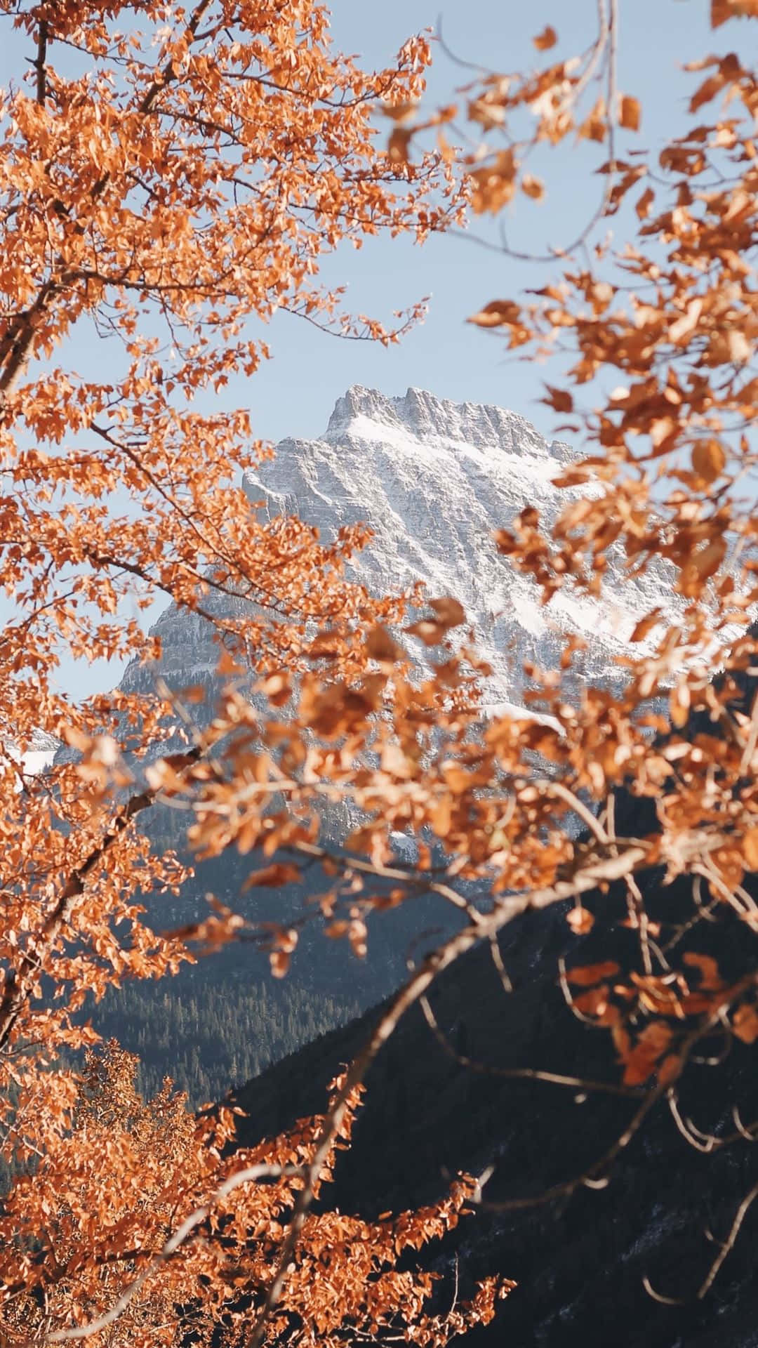 自然 桌布 壁紙 — 金黃色的秋葉框住了一個白雪覆蓋的山峰，背景是清澈的藍天。