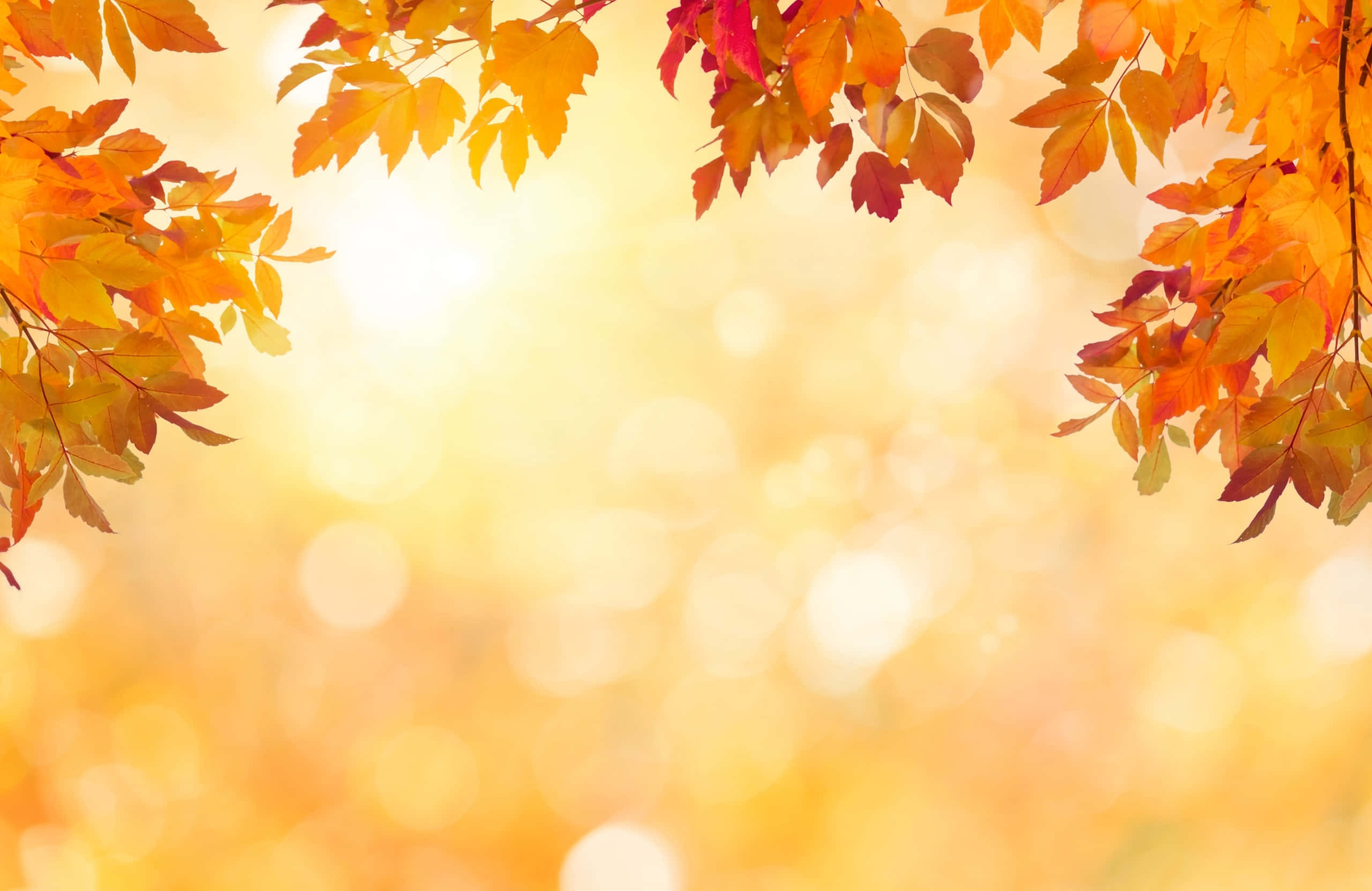 Best Fall 桌布 壁紙 — 金黃色的秋葉框出一個柔和散景背景，在溫暖的陽光下閃耀。