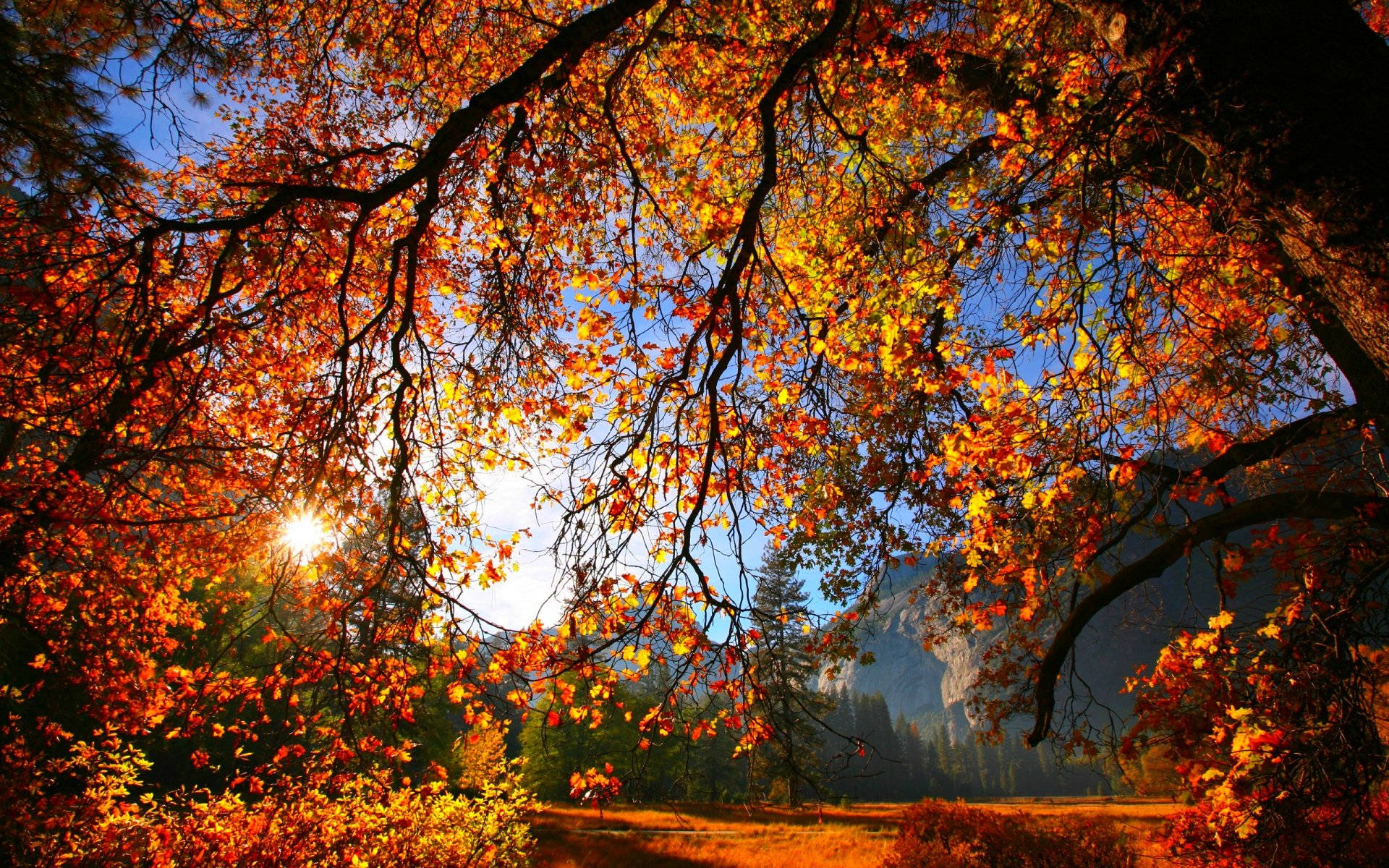 Autumn Season 桌布 壁紙 — 金黃色的秋葉溫暖地發光，陽光透過樹冠過濾，框住遠處的山谷。