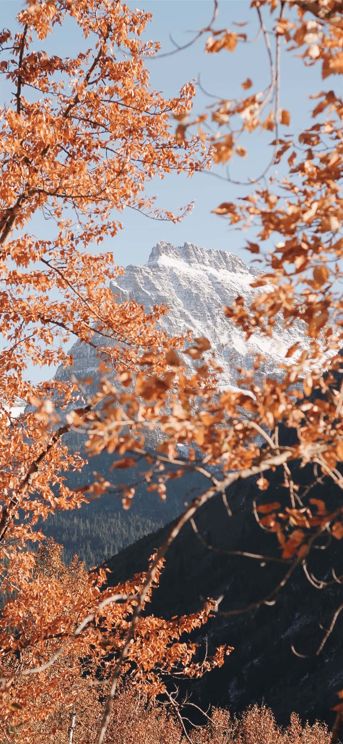 Fall 桌布 壁紙 — 金黃色的秋葉襯托著晴朗藍天下積雪的山峰。