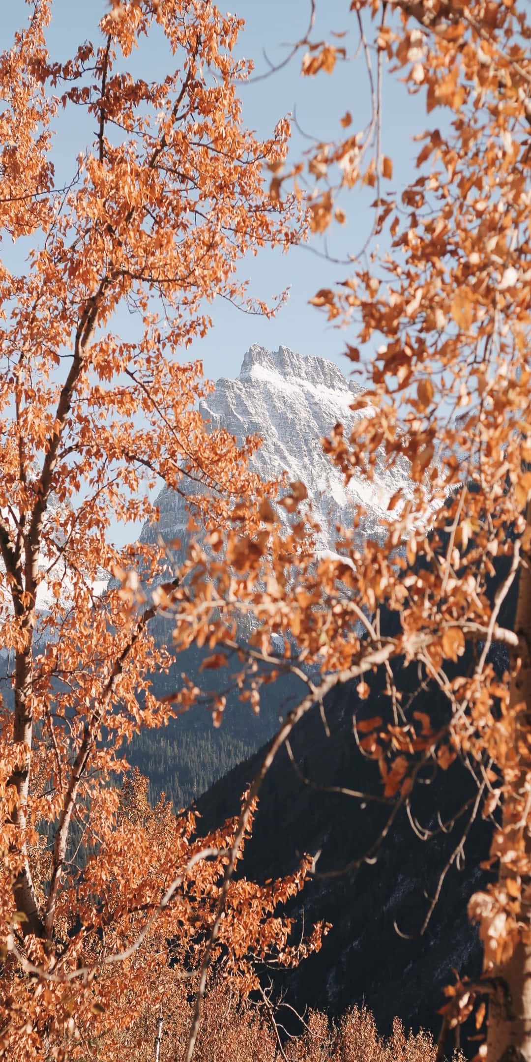 Pixel 3 Fall 桌布 壁紙 — 金黃色的秋葉襯托著晴朗藍天下雄偉的雪山峰頂。