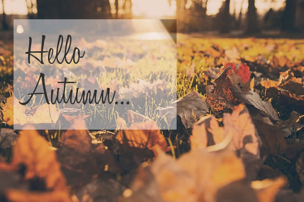 Hello Fall 桌布 壁紙 — 金黃色的秋葉覆蓋著草地，溫暖的陽光穿過樹木，營造出寧靜的季節場景。