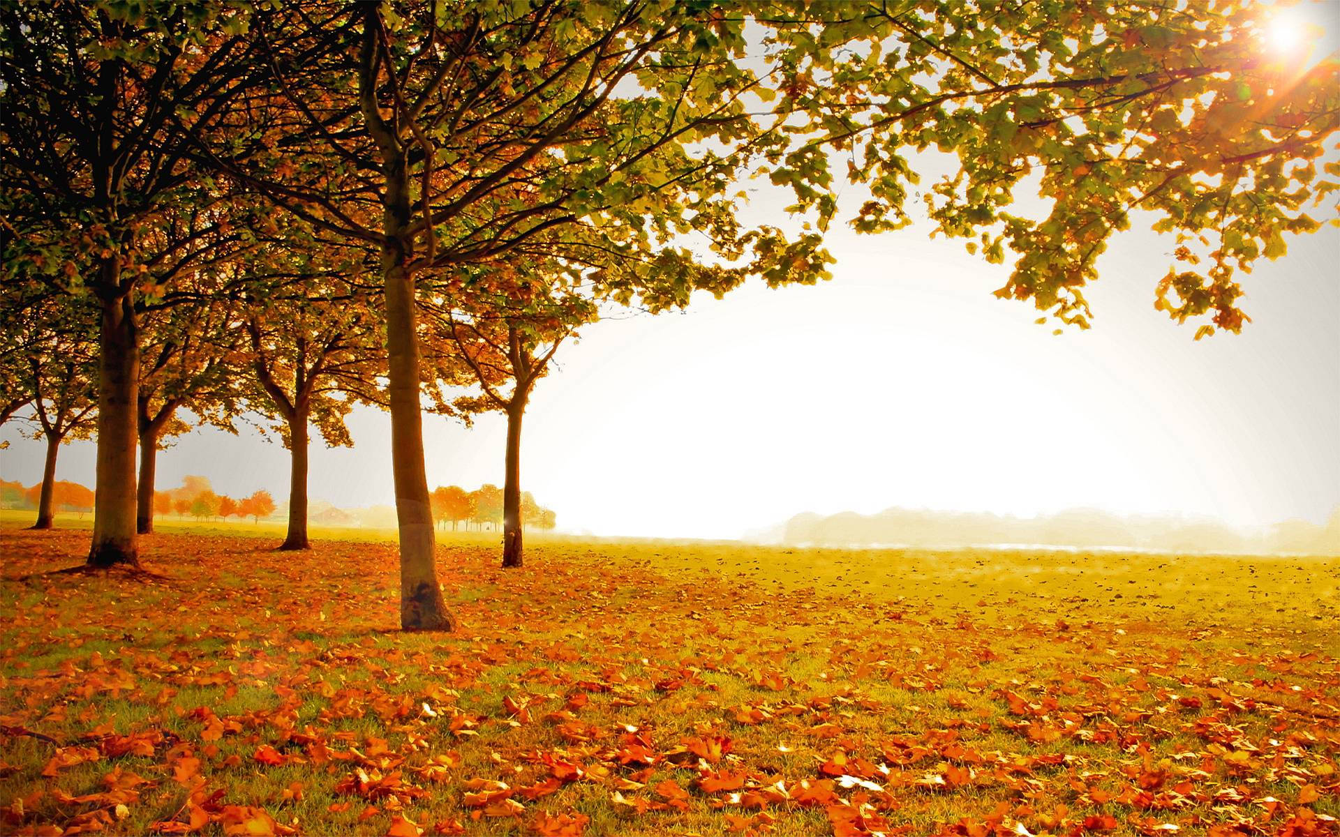 Autumn Season 桌布 壁紙 — 金黃色的秋葉覆蓋著陽光明媚的田野，樹木帶著溫暖的橙色樹葉在晨光中閃耀。