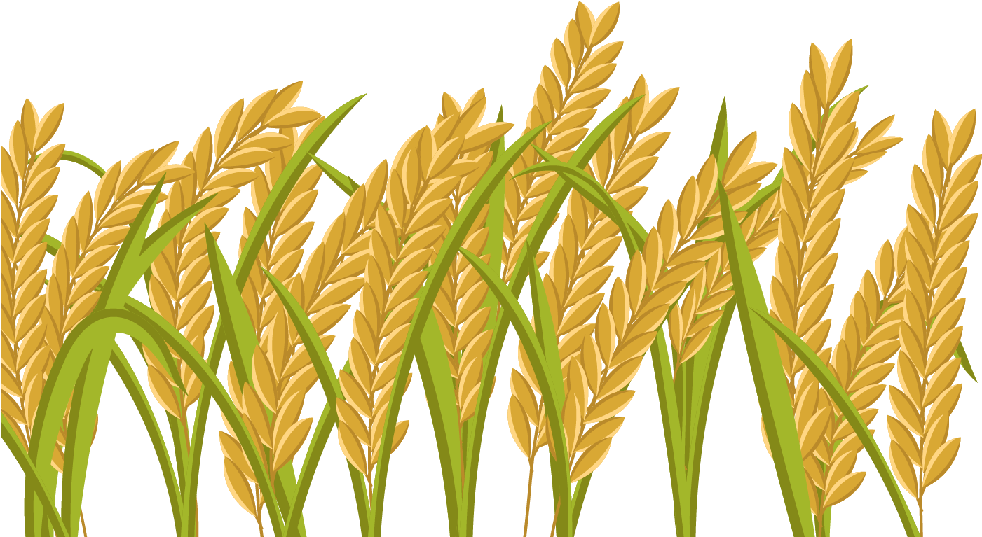 Rice 桌布 壁紙 — 金黃色的稻穗帶著綠葉，在純黑背景上輕輕搖曳。