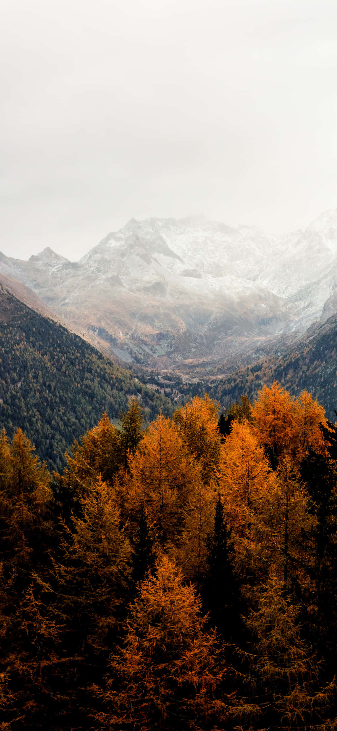 Fall 桌布 壁紙 — 金黃色的落葉松在秋日裡溫暖地閃耀，背景是霧氣繚繞、白雪覆蓋的山脈，天空多雲。