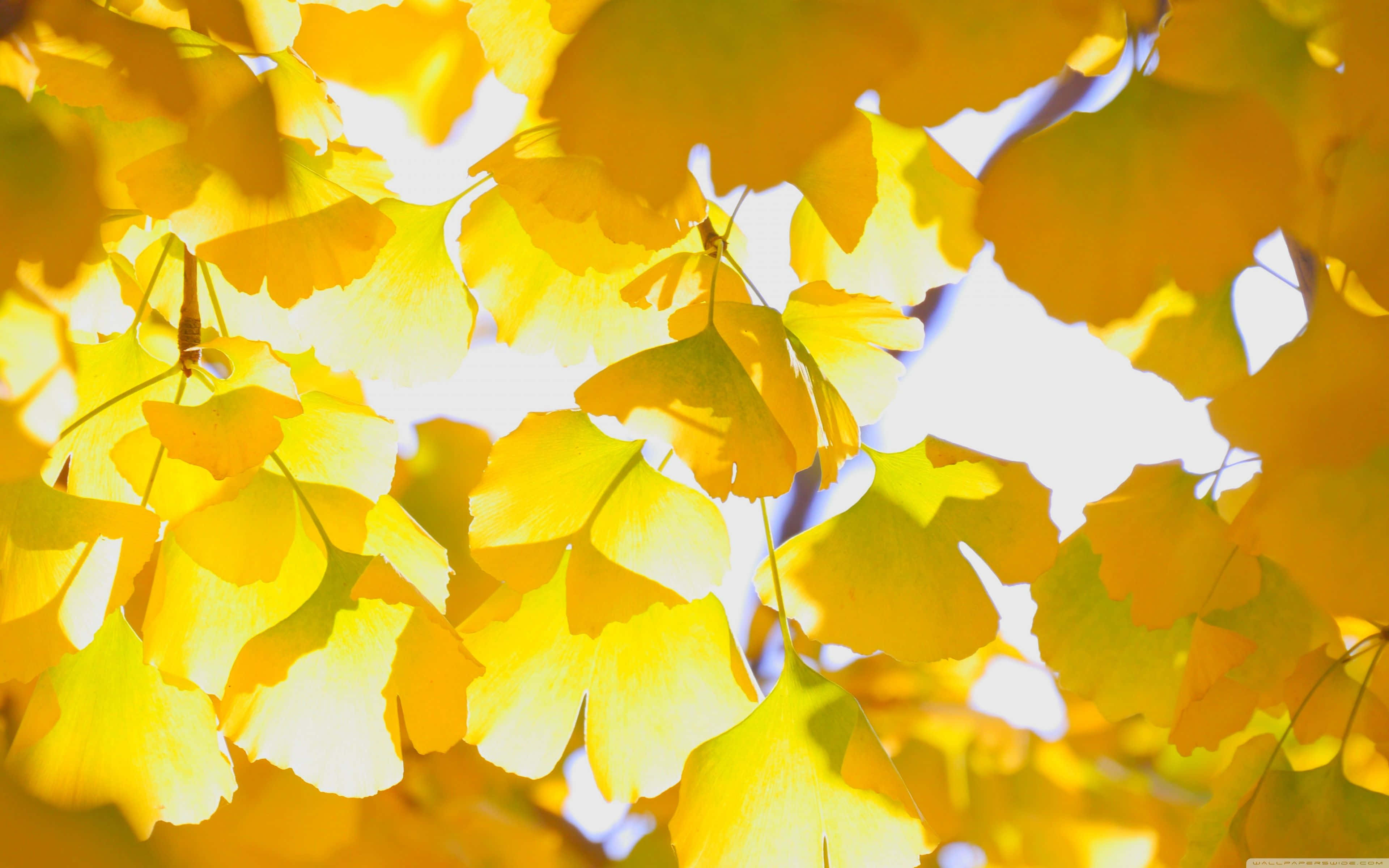 Fall Leaves 桌布 壁紙 — 金黃色的銀杏葉在柔和的藍天下閃閃發光，被穿過樹冠的溫暖陽光從背面照亮。