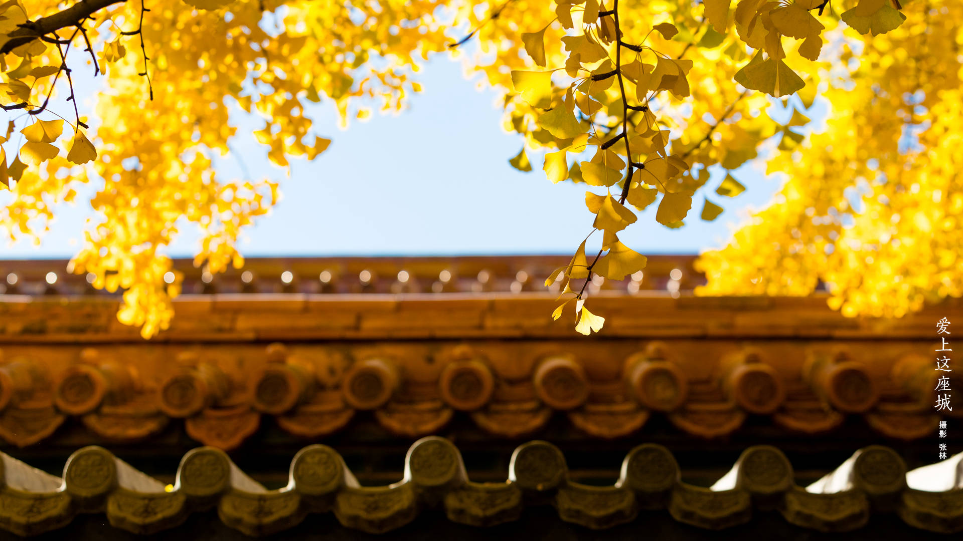 樹木 桌布 壁紙 — 金黃色的銀杏葉在秋日清澈的藍天下襯托著傳統瓦片屋頂。