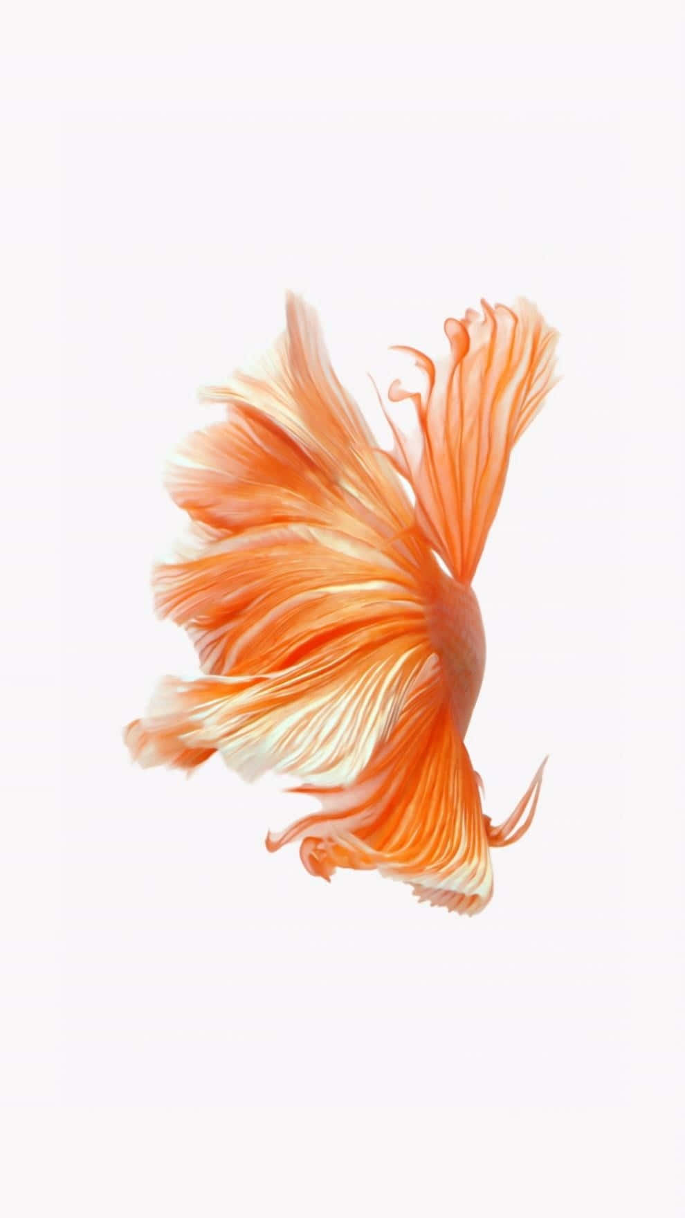 釣魚照片 壁紙