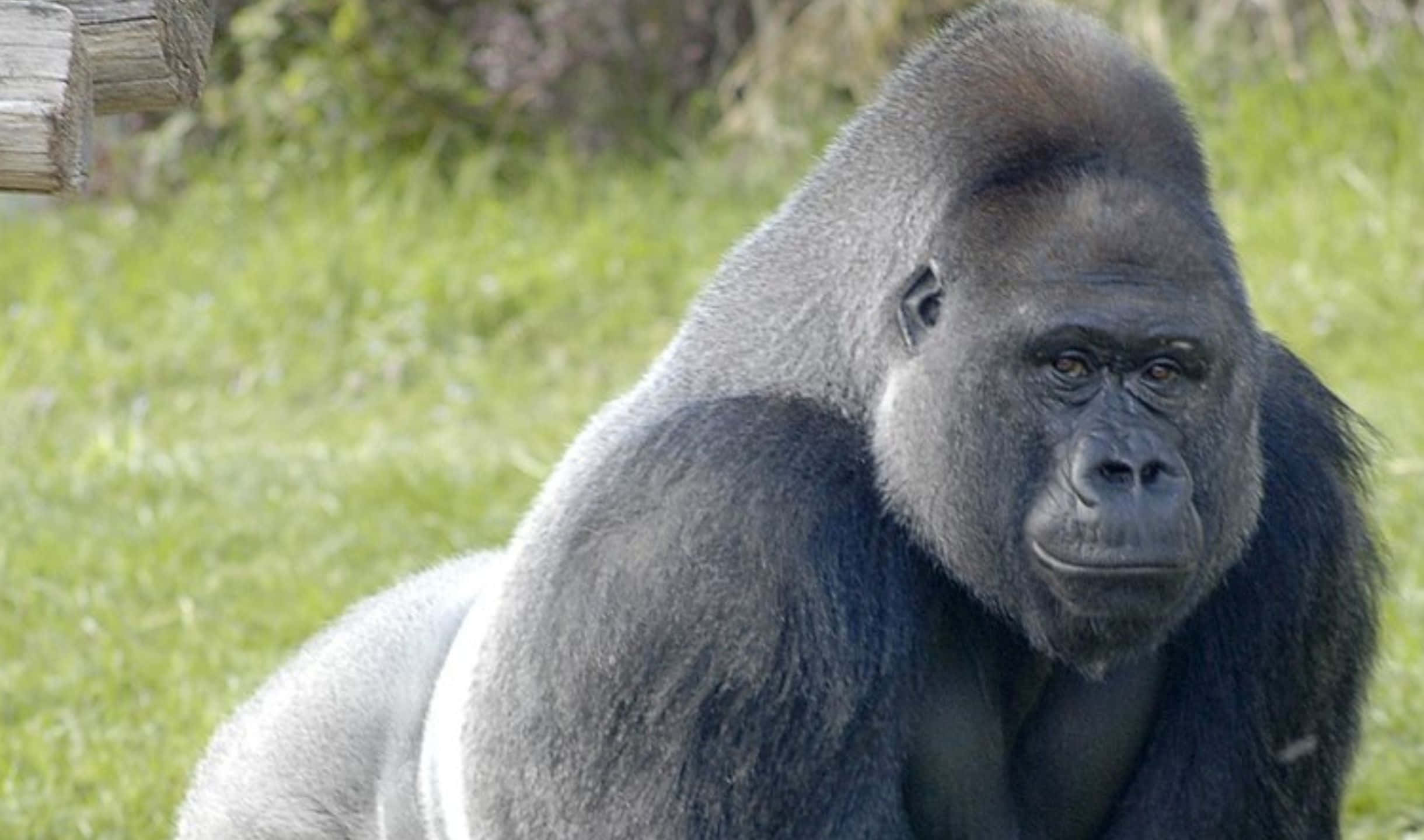 2440x1440 Gorilla 桌布 壁紙 — 銀背大猩猩平靜地坐在草地上，背景有木結構的特寫。