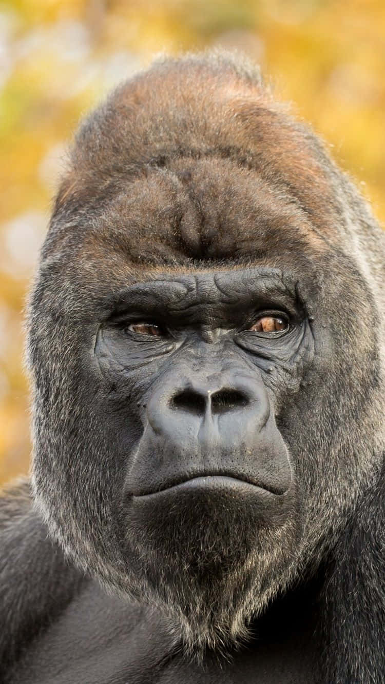 Gorilla 桌布 壁紙 — 銀背大猩猩的特寫肖像，眼神強烈，背景為模糊的金色樹葉。