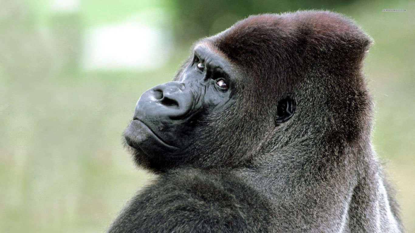 1366x768 Gorilla 桌布 壁紙 — 銀背大猩猩的近距離肖像，若有所思地凝視遠方，背景是柔和的綠色模糊效果。