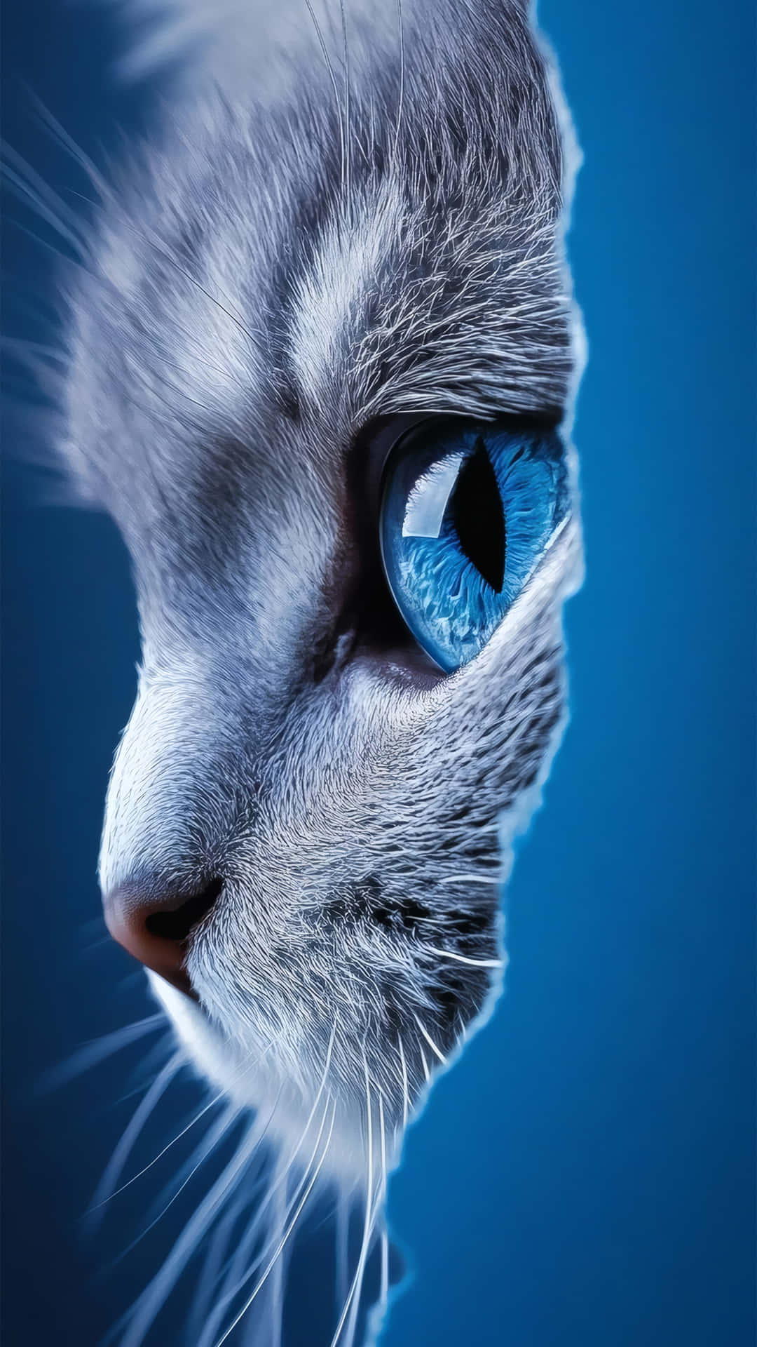 Intense Blue Cat Eye Wallpaper 壁紙 — 銀色虎斑貓臉部特寫，一雙銳利的藍眼睛，背景為深藍色漸變色。