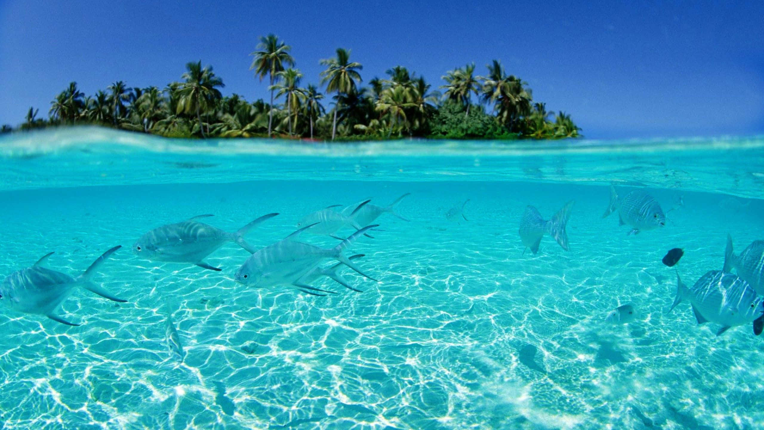 Aquatic 桌布 壁紙 — 銀色魚群在棕櫚樹環繞的熱帶島嶼上方的清澈碧綠海水中游泳的水底景觀。
