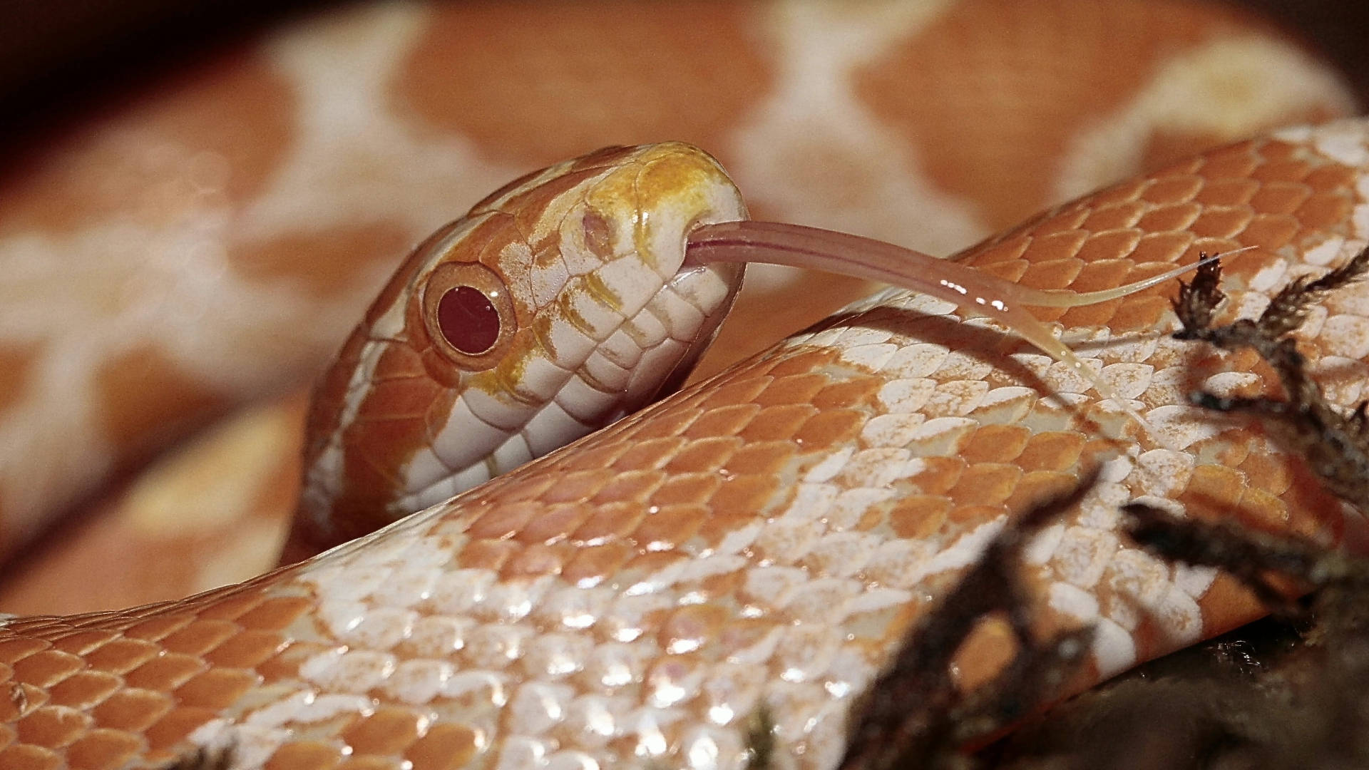 Corn Snake 桌布 壁紙 — 銅頭蛇的特寫，其分叉的舌頭伸在紋理樹皮上。