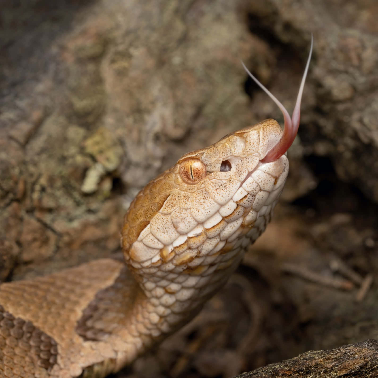 Copperhead Snake 桌布 壁紙 — 銅頭蛇的特寫，其分叉的舌頭在模糊的岩石背景前伸出。