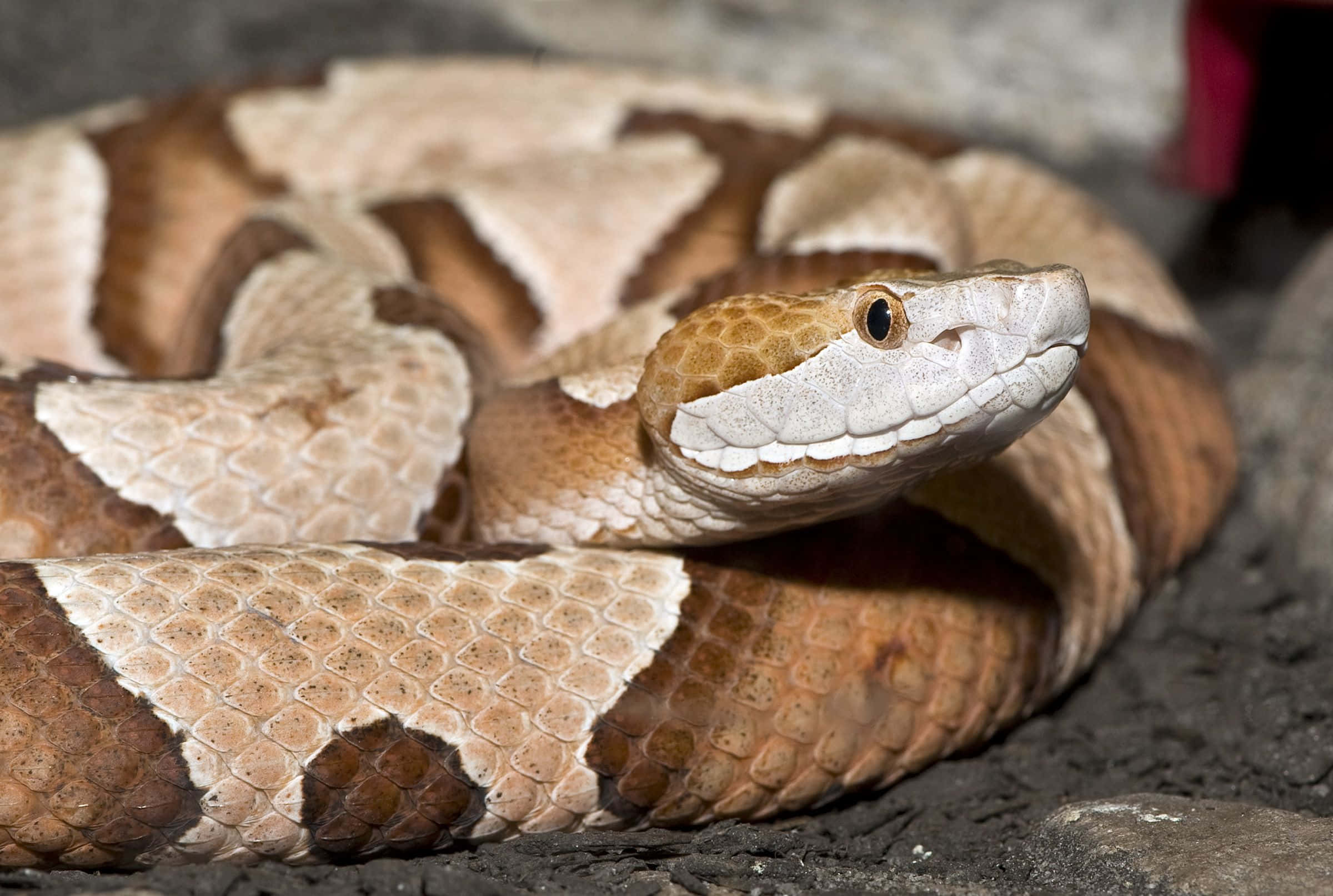 Copperhead Snake 桌布 壁紙 — 銅頭蛇盤繞在岩石地面上的特寫，鱗片細節清晰，姿勢警覺。