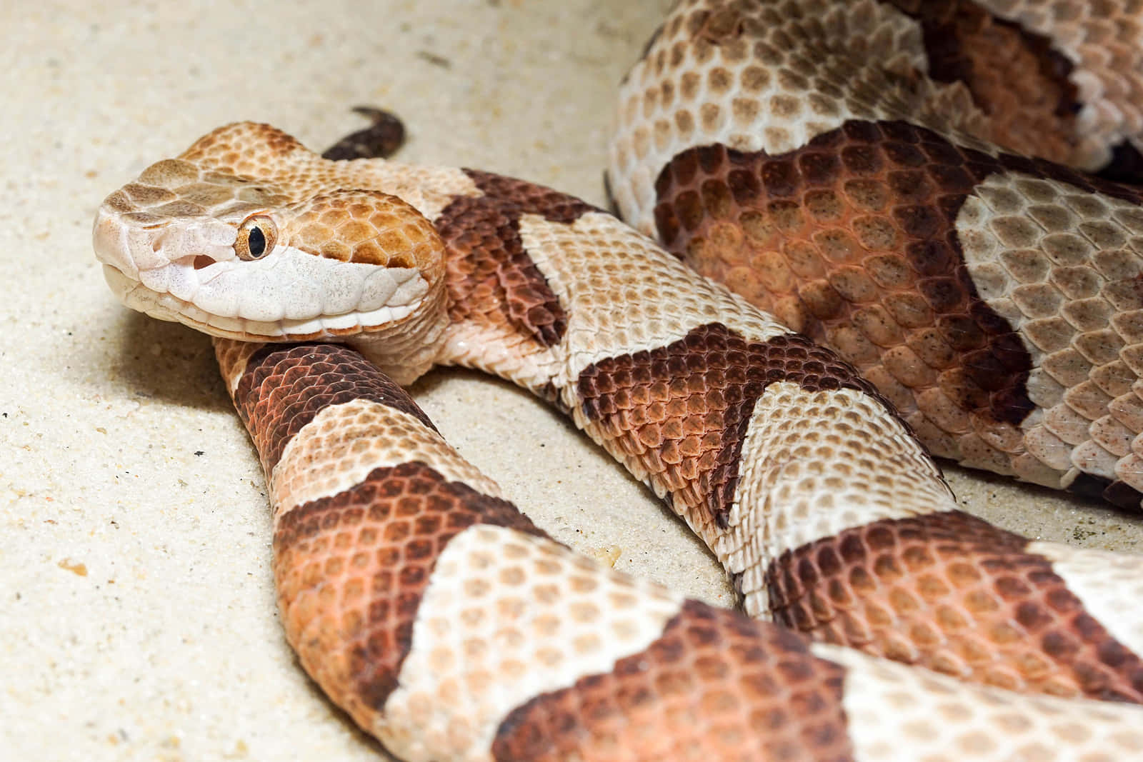 Copperhead Snake 桌布 壁紙 — 銅頭蛇盤繞在淺色沙地上的特寫，鱗片細節清晰，目光專注。