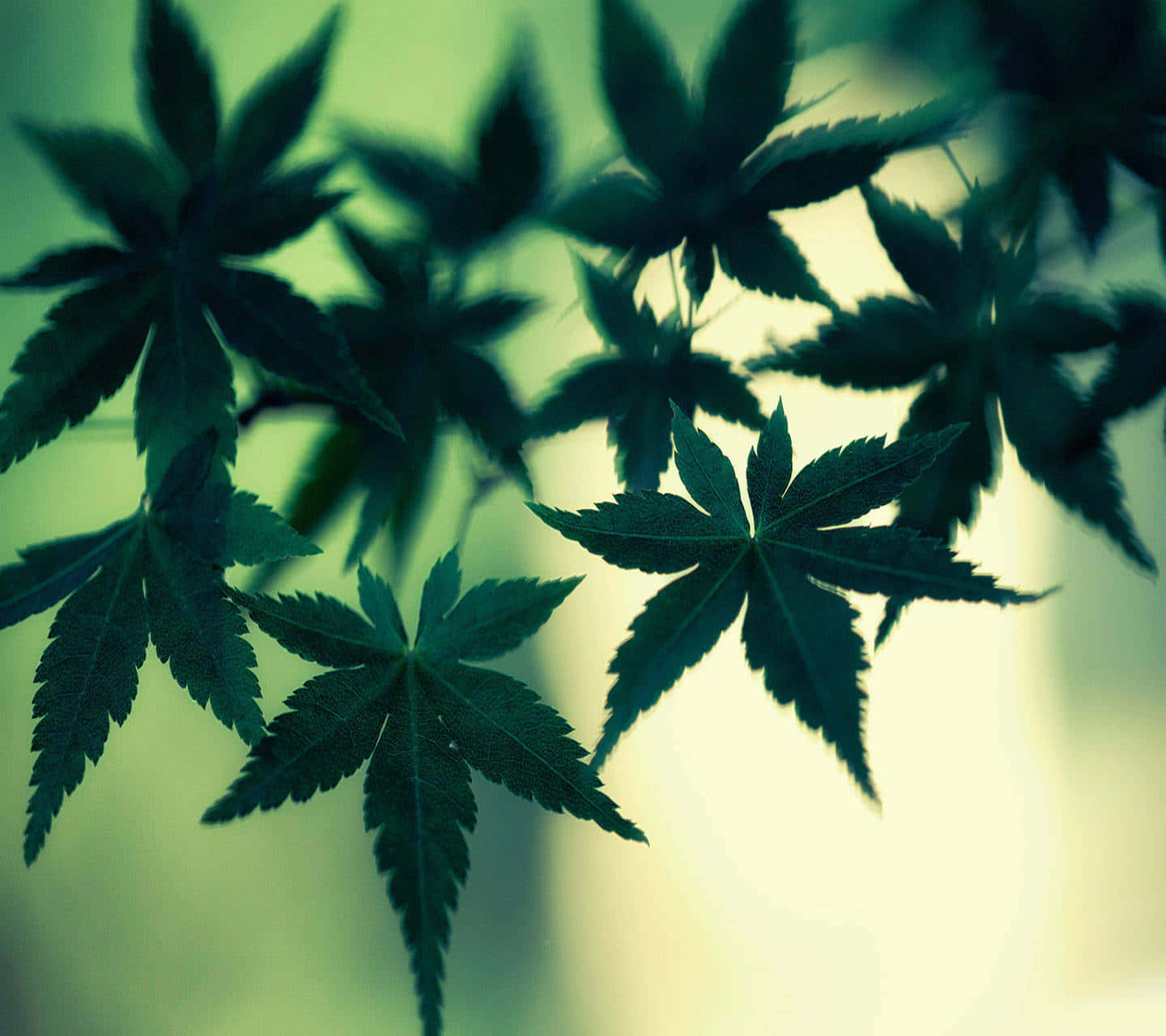 大麻 桌布 壁紙 — 鋸齒狀邊緣的楓葉剪影在柔和的綠色和黃色模糊背景中發光。
