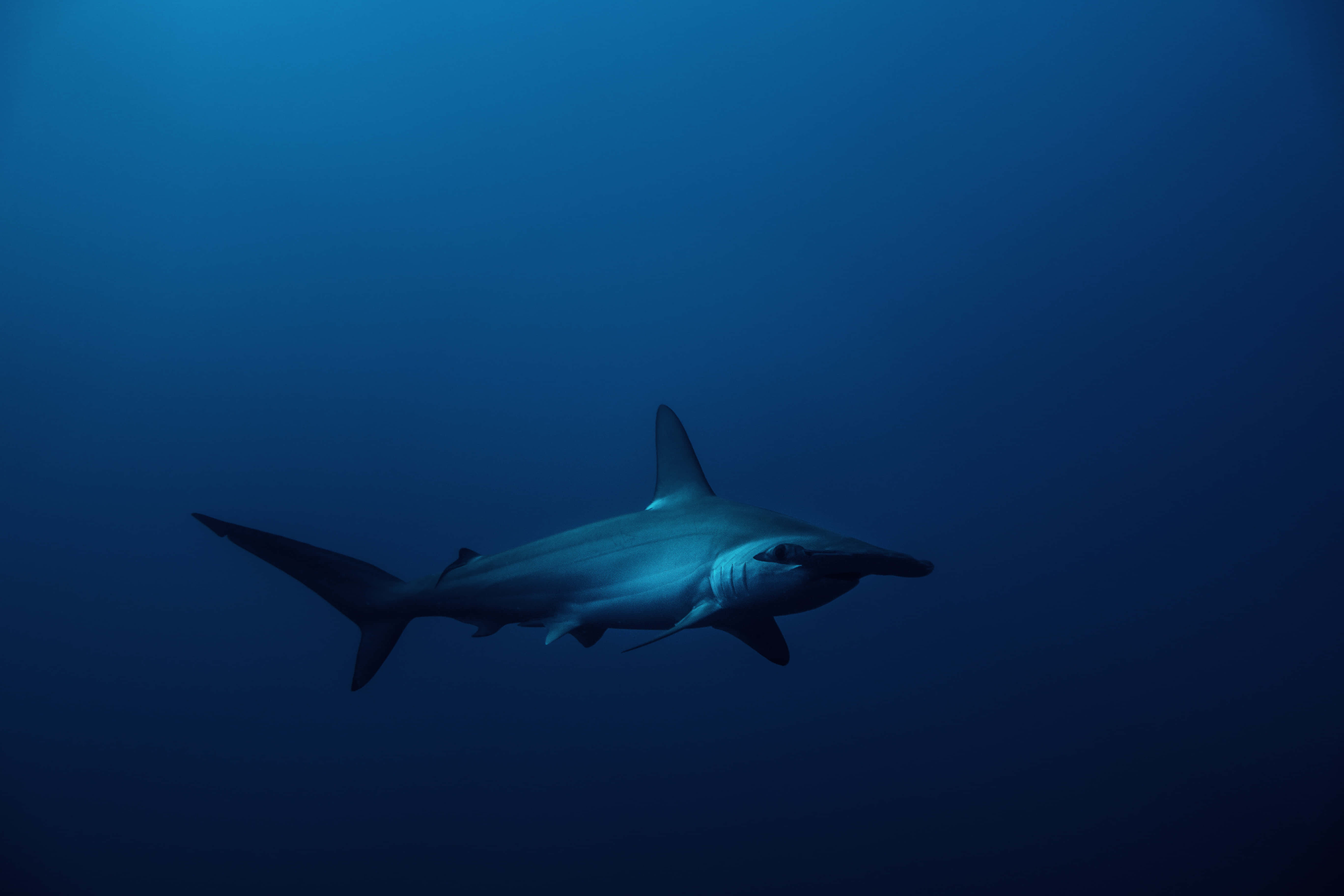 Hammerhead Shark 桌布 壁紙 — 鎚頭鯊在深藍色海洋水域中優雅地滑行，呈現寧靜的水下場景。