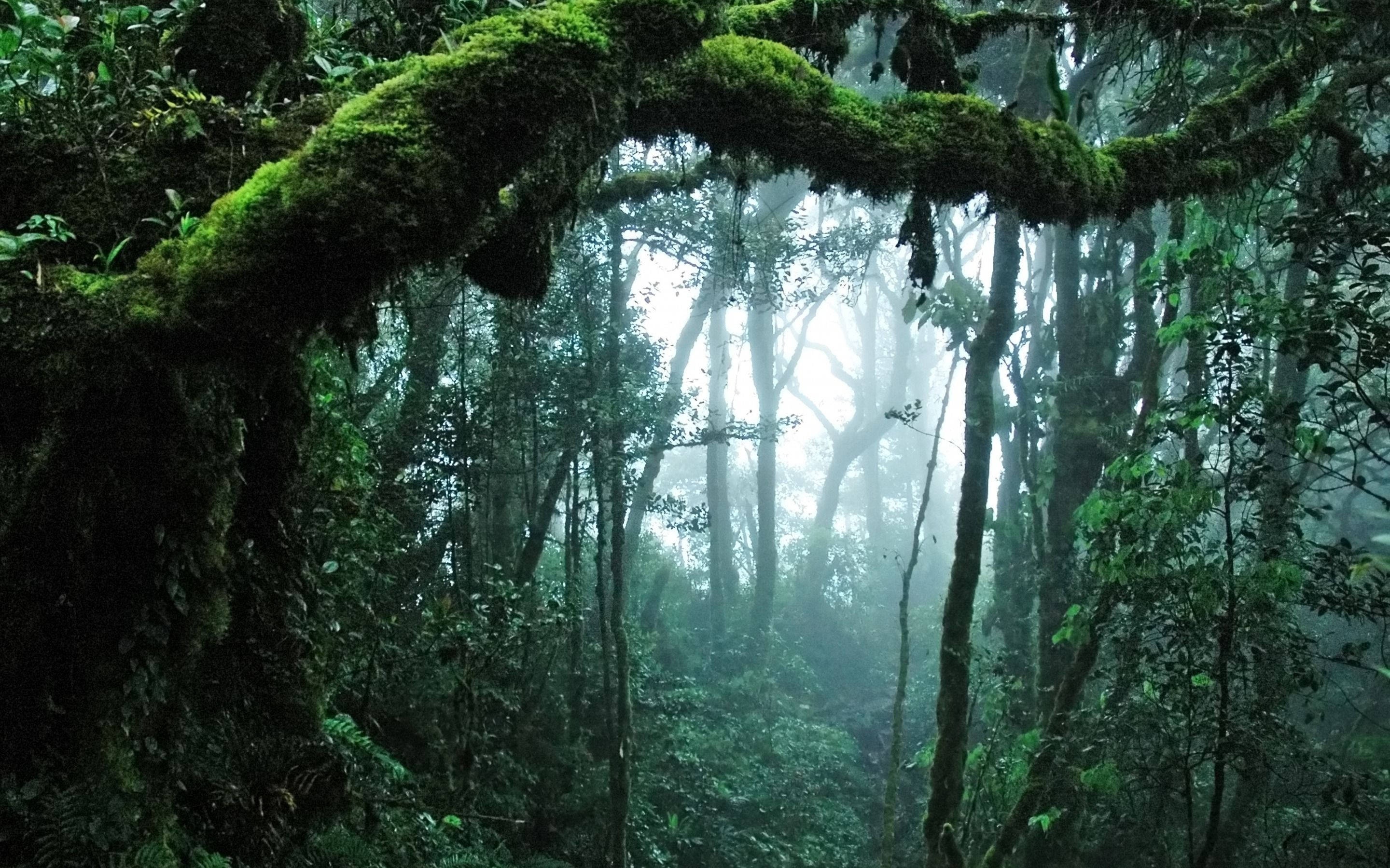 Beautiful Nature 桌布 壁紙 — 長滿苔蘚的樹拱門框出一條霧氣瀰漫的森林小徑，高大的樹木逐漸消失在柔和的灰色霧氣中。