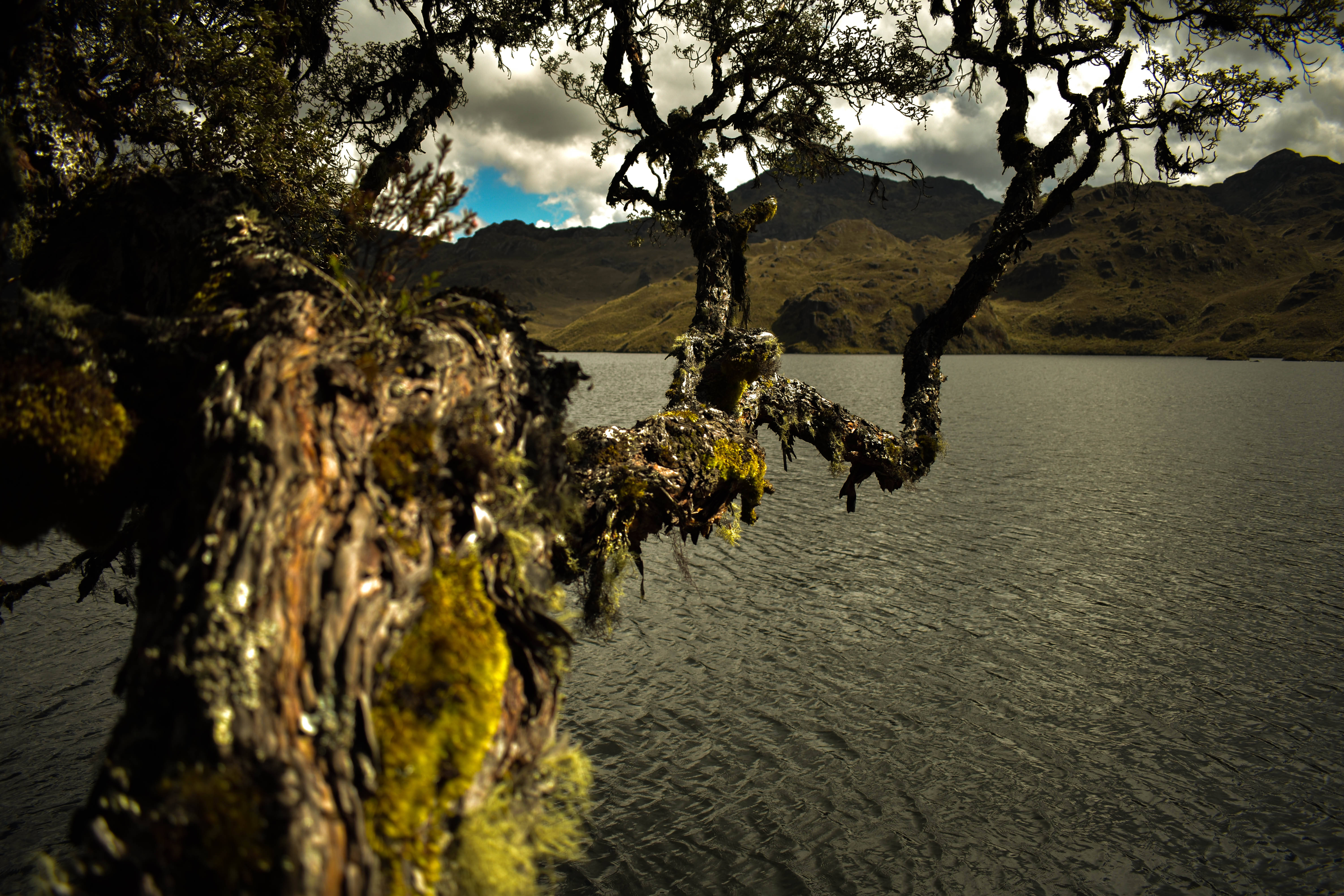 Ecuador 桌布 壁紙 — 長滿苔蘚的樹枝框住了一個寧靜的湖泊，遠處有山巒，天空多雲。