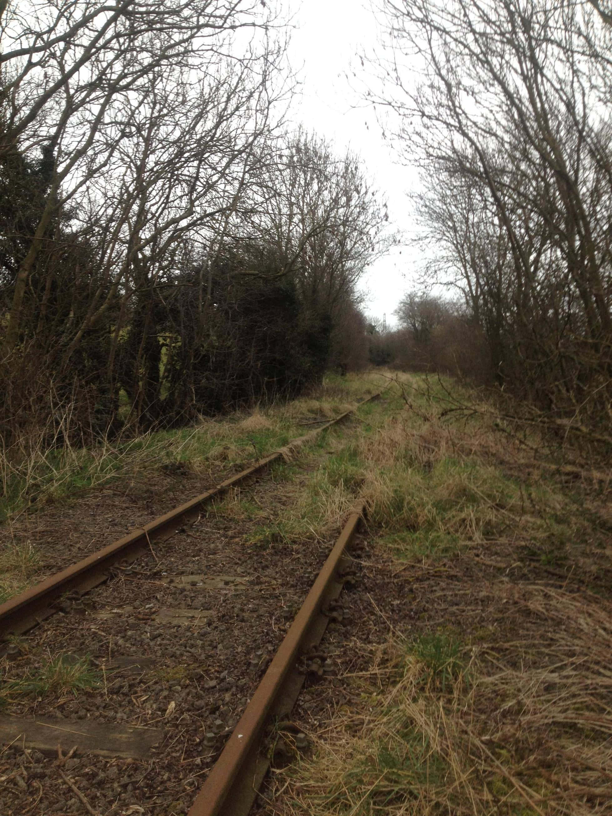 Train Tracks 桌布 壁紙 — 長滿雜草的鐵路軌道在陰天之下消失在無葉的森林中。