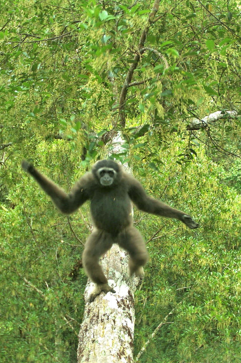 Android Gibbon 桌布 壁紙 — 長臂猿動態地棲息在樹幹上，周圍是茂密森林中茂盛的綠葉。