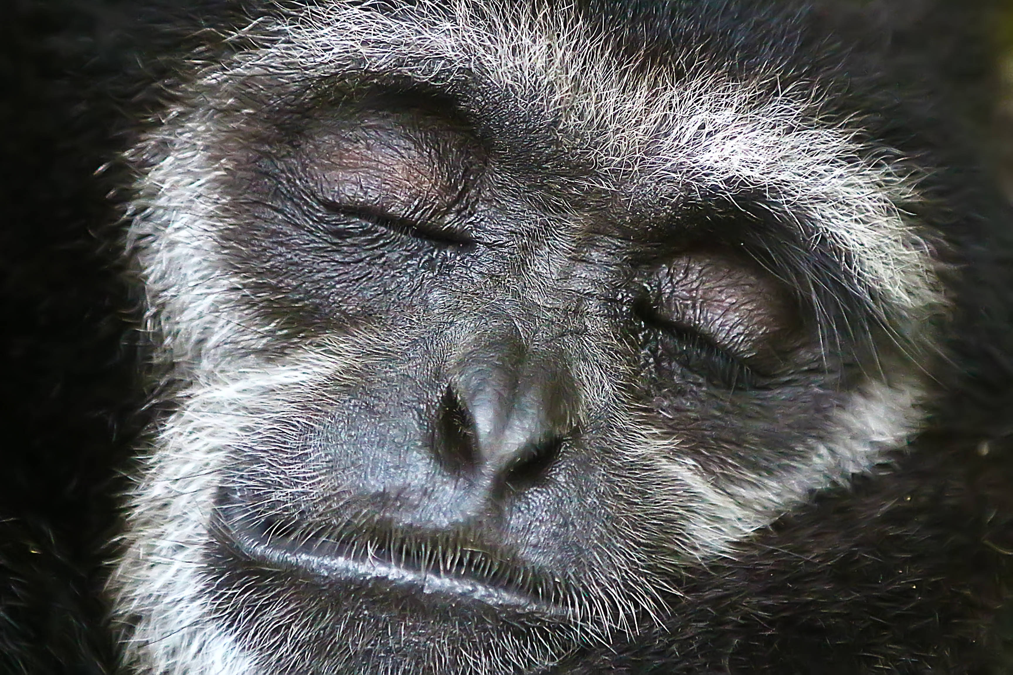 Gibbon 桌布 壁紙 — 長臂猿平靜面部的特寫，閉著眼睛，口鼻周圍有柔軟的灰白色毛髮。