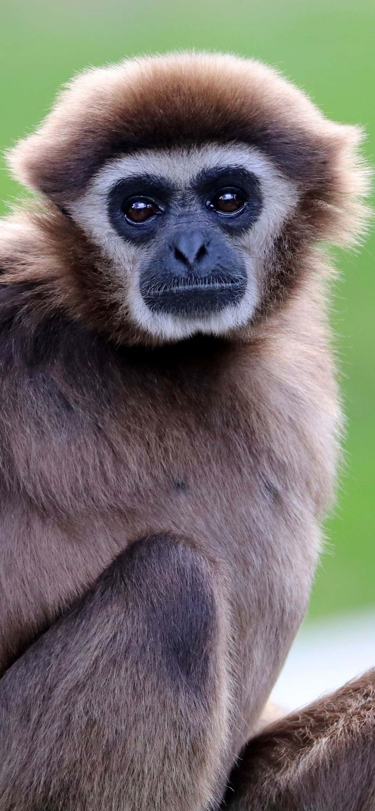iPhone Xs Max Gibbon 桌布 壁紙 — 長臂猿的特寫，擁有富有表情的深色眼睛和柔軟的棕色毛髮，背景是模糊的綠色。