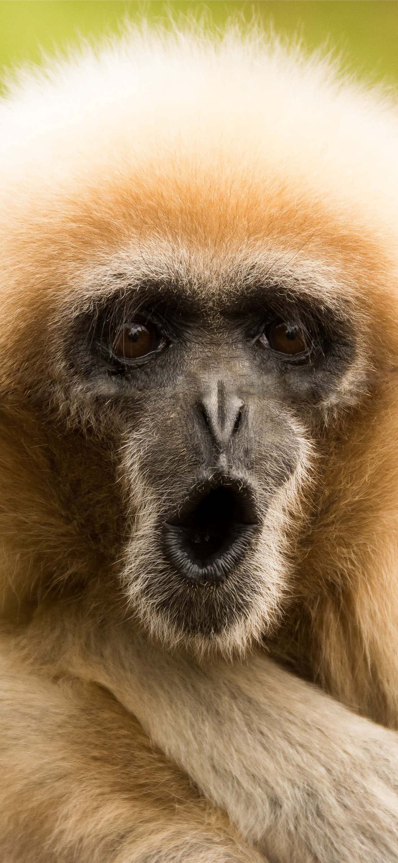Monkey iPhone 桌布 壁紙 — 長臂猿的特寫，表情驚訝，毛茸茸的金色毛髮，背景是柔和的綠色。