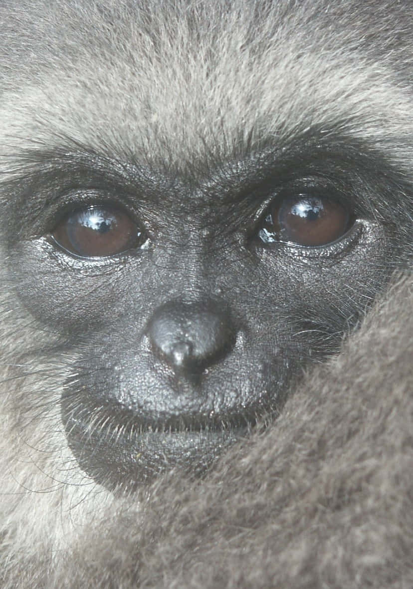 Android Gibbon 桌布 壁紙 — 長臂猿臉部特寫，深色眼睛和灰色毛髮，直視鏡頭。
