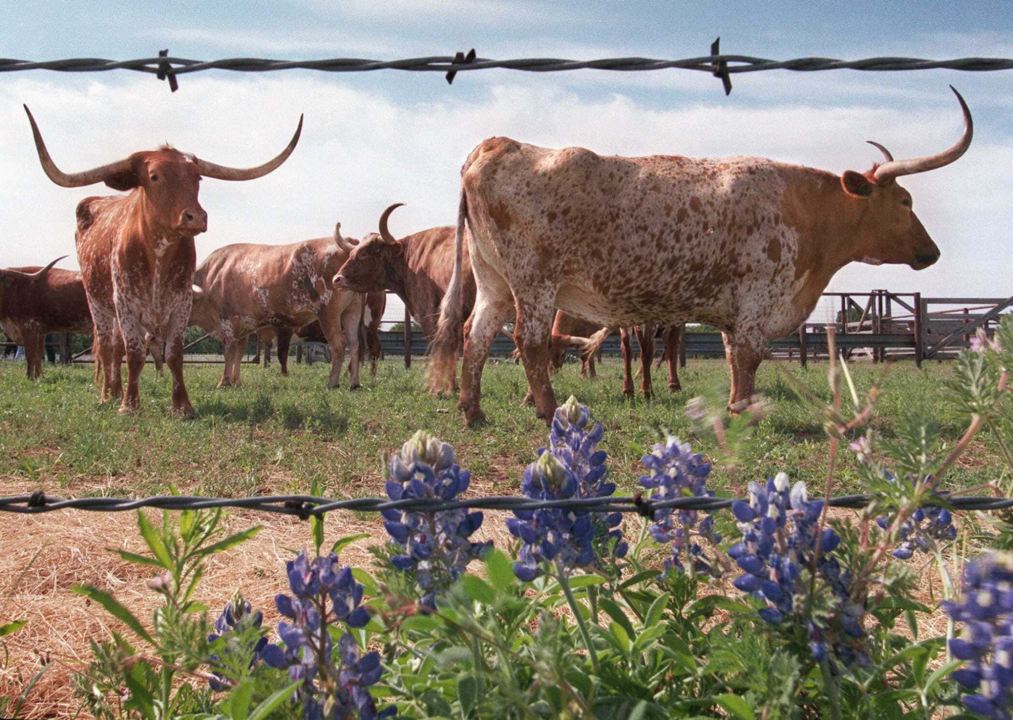 Longhorn 桌布 壁紙 — 長角牛站在鐵絲網後面，前景有藍帽花盛開，天空晴朗。