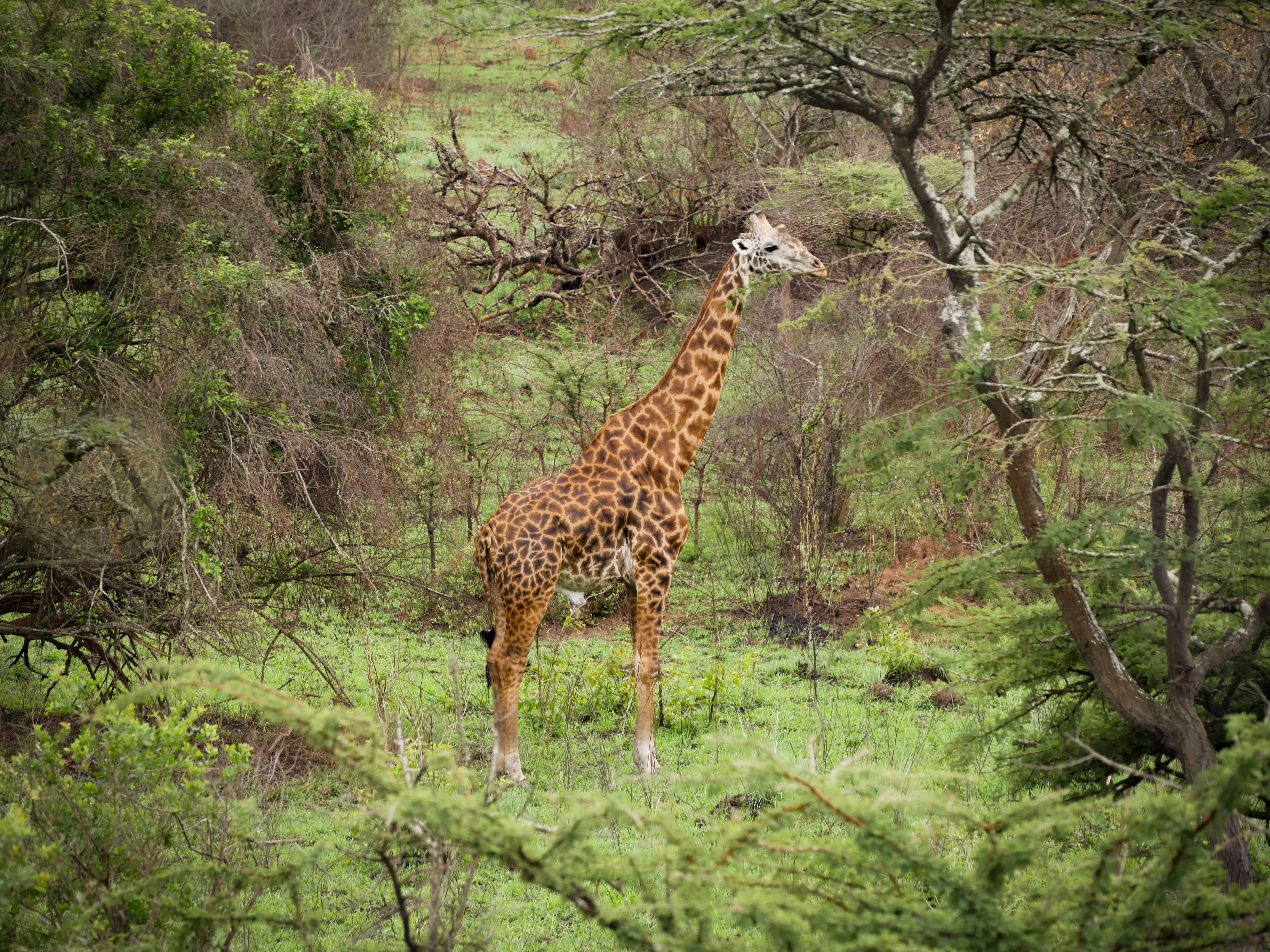 Rwanda 桌布 壁紙 — 長頸鹿在茂密的非洲大草原上，高聳於綠色灌木和樹木之間。