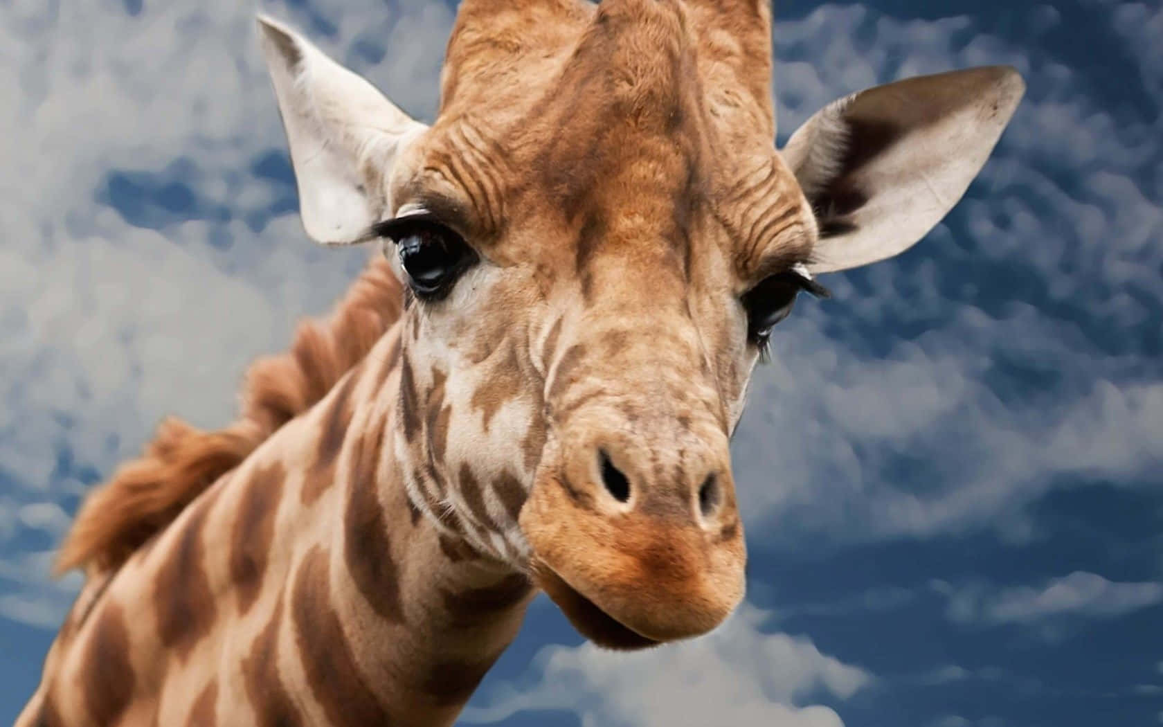 Funny Giraffe 桌布 壁紙 — 長頸鹿好奇臉部的特寫，背景是充滿活力的藍天和蓬鬆的白雲。