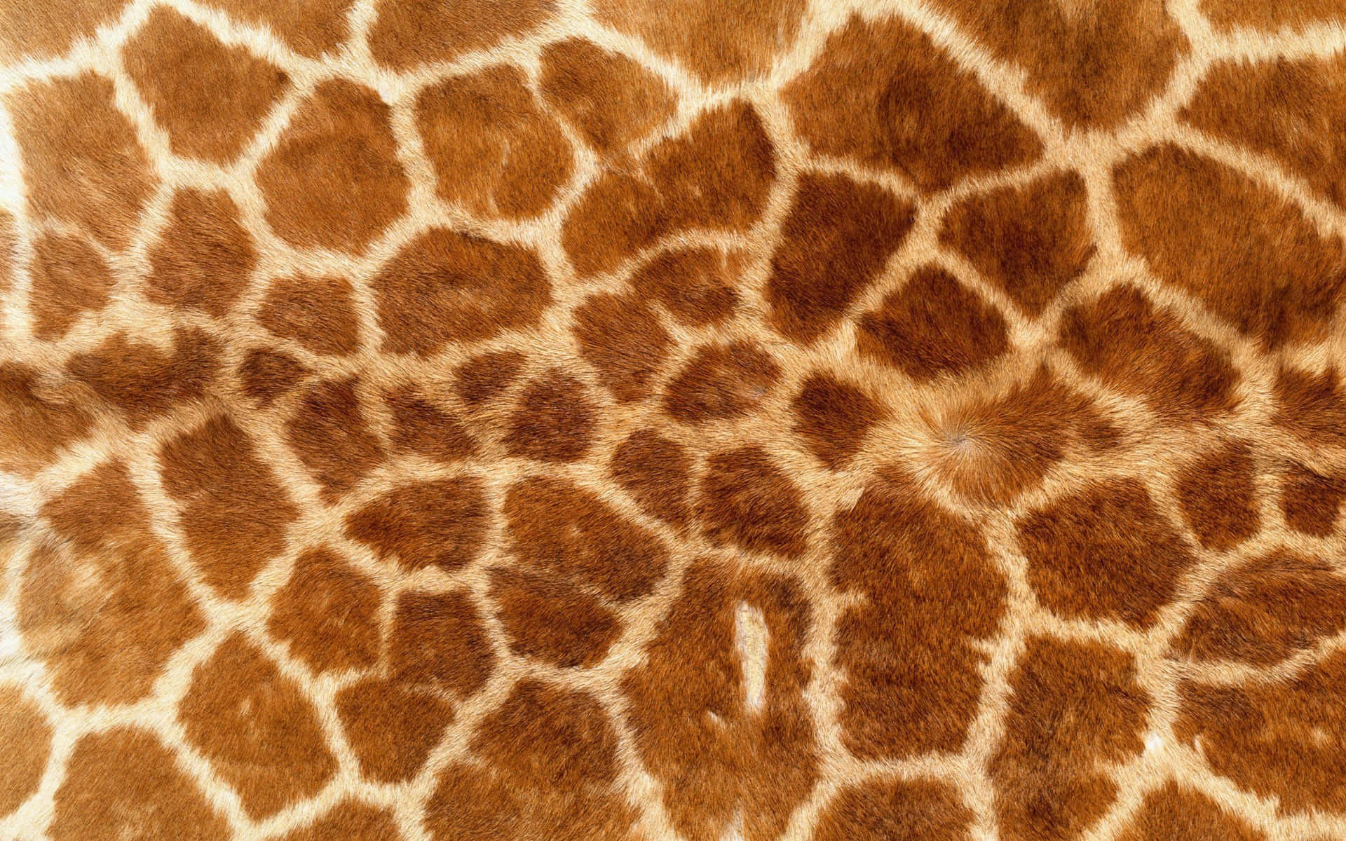 Animal Print 桌布 壁紙 — 長頸鹿毛皮的近距離特寫，顯示出複雜的棕色和奶油色圖案斑塊，帶有柔軟的毛皮質感。