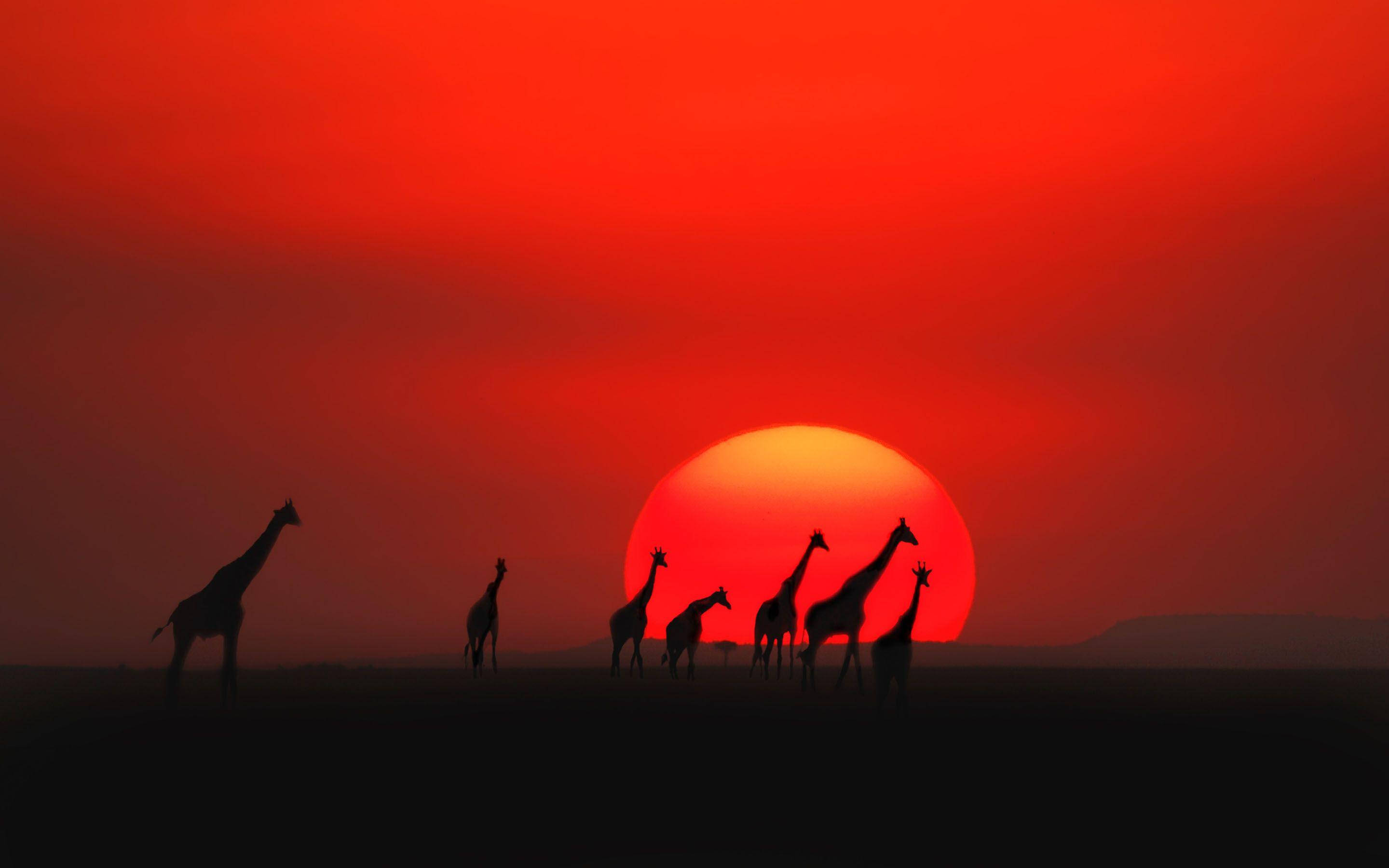 Kenya 桌布 壁紙 — 長頸鹿的剪影站在熾熱的紅色夕陽前，在草原上投下長長的影子。