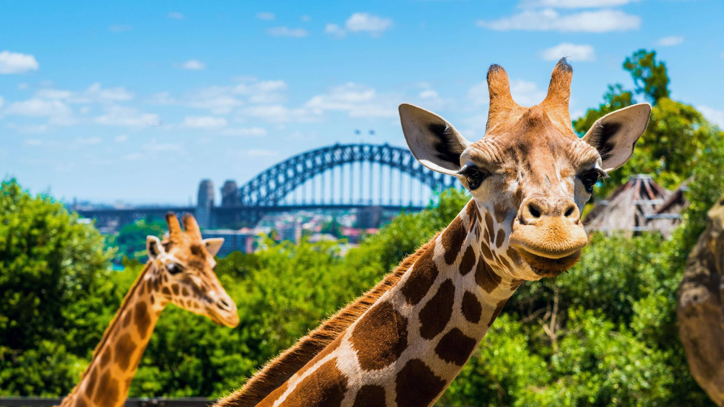 Sydney 桌布 壁紙 — 長頸鹿的特寫，表情好奇，以標誌性的雪梨港灣大橋為背景，天空湛藍。