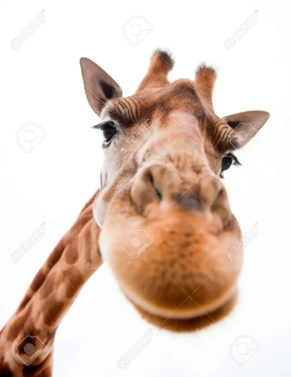 Funny Giraffe 桌布 壁紙 — 長頸鹿的臉部特寫，向下望向鏡頭，背景為純白色。