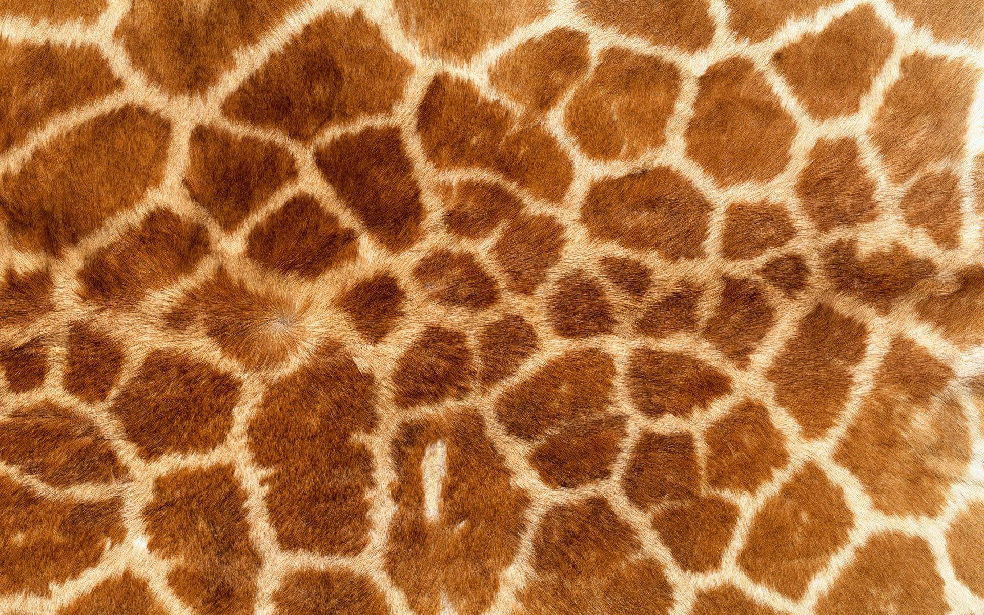 Animal Fur 桌布 壁紙 — 長頸鹿皮毛的特寫，顯示複雜的棕色斑塊被奶油色線條分隔。