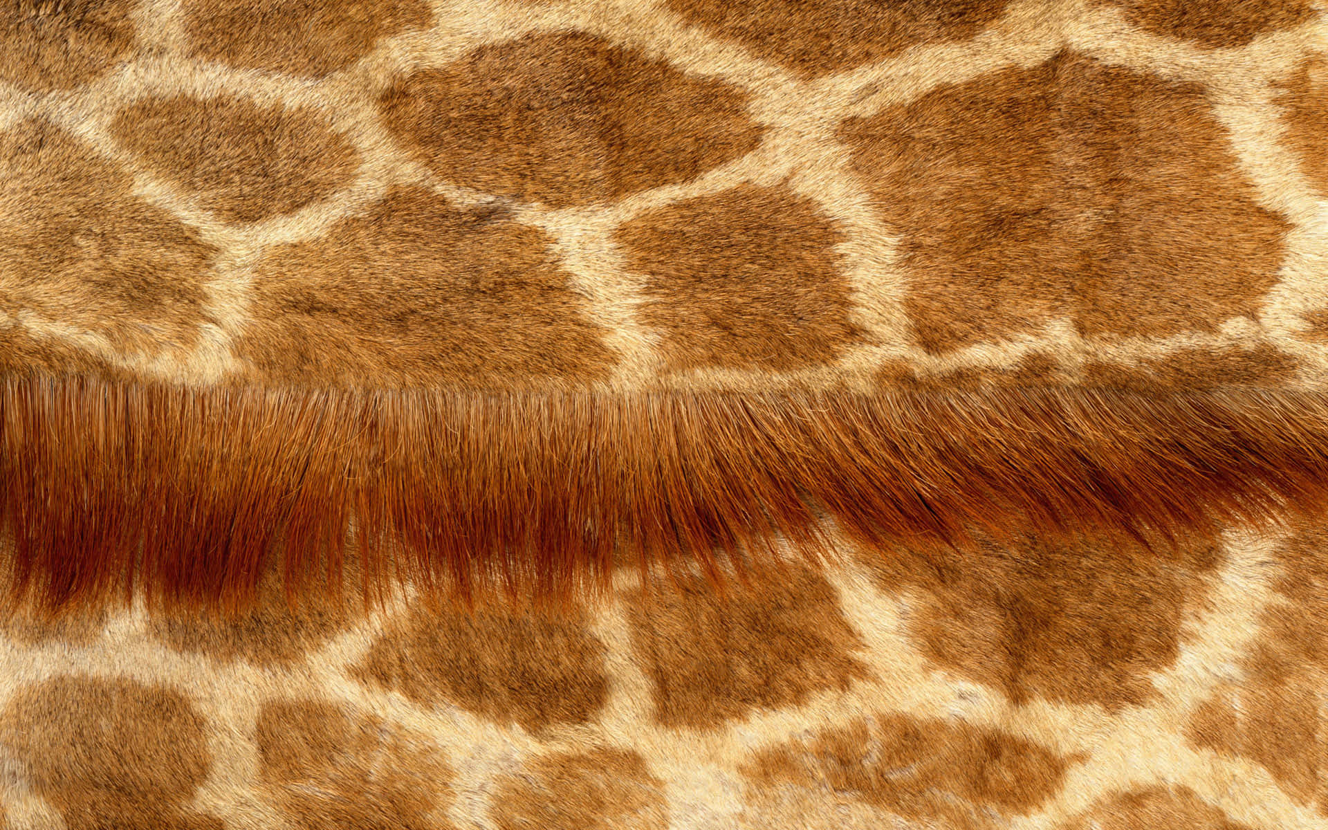 Animal Fur 桌布 壁紙 — 長頸鹿皮的近距離特寫，顯示詳細的棕色斑塊和沿著頸部皺褶的長毛。