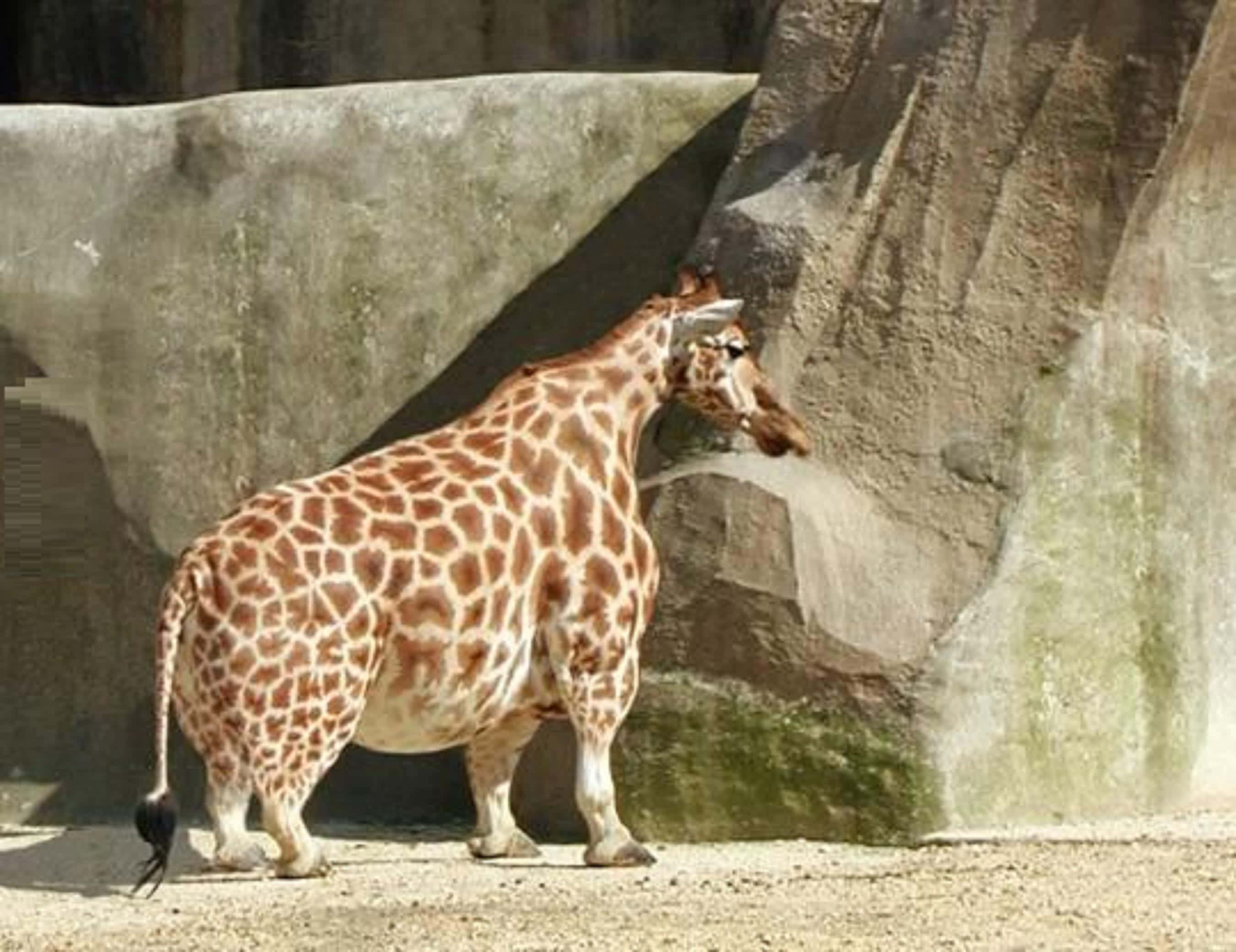 長頸鹿 桌布 壁紙 — 長頸鹿站在動物園圍欄內，有岩石牆壁和沙地，在明亮的日光下。