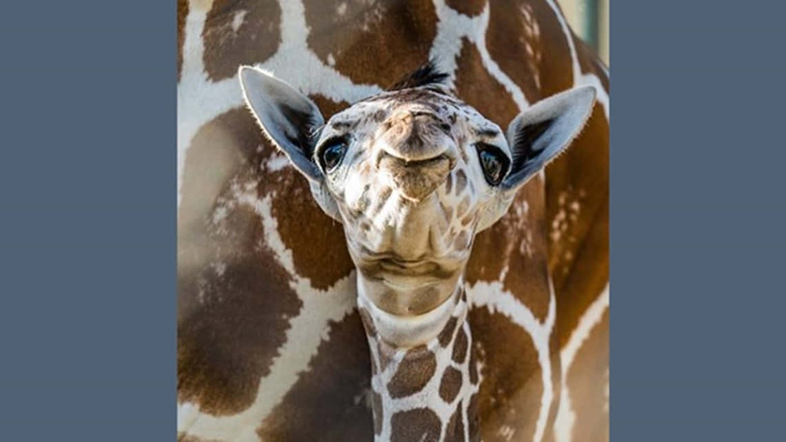 Baby Giraffe 桌布 壁紙 — 長頸鹿臉部特寫，有大而好奇的眼睛和棕色與白色圖案的皮毛。
