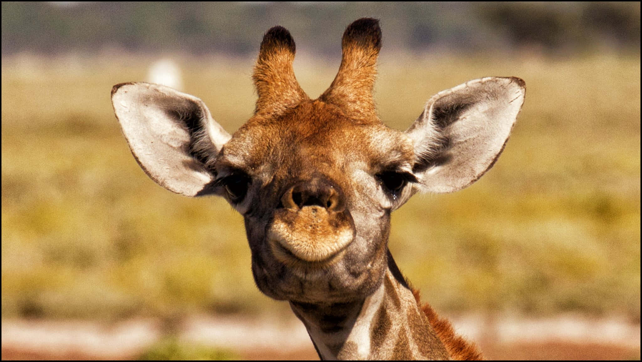 Baby Giraffe 桌布 壁紙 — 長頸鹿臉部特寫照片，大耳朵和好奇的眼睛，背景是模糊的稀樹草原。
